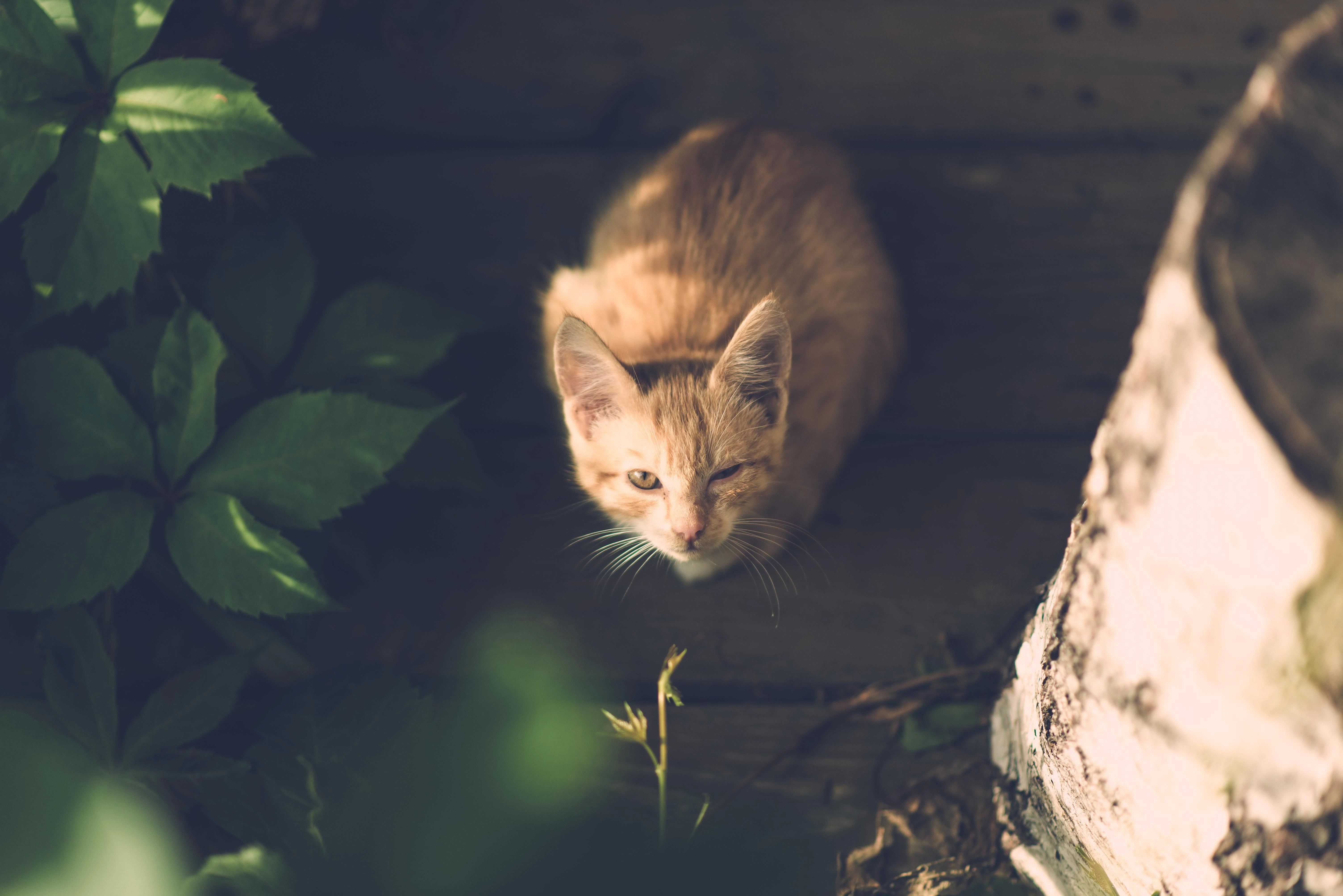 三花猫歪头看镜头 萌系图片