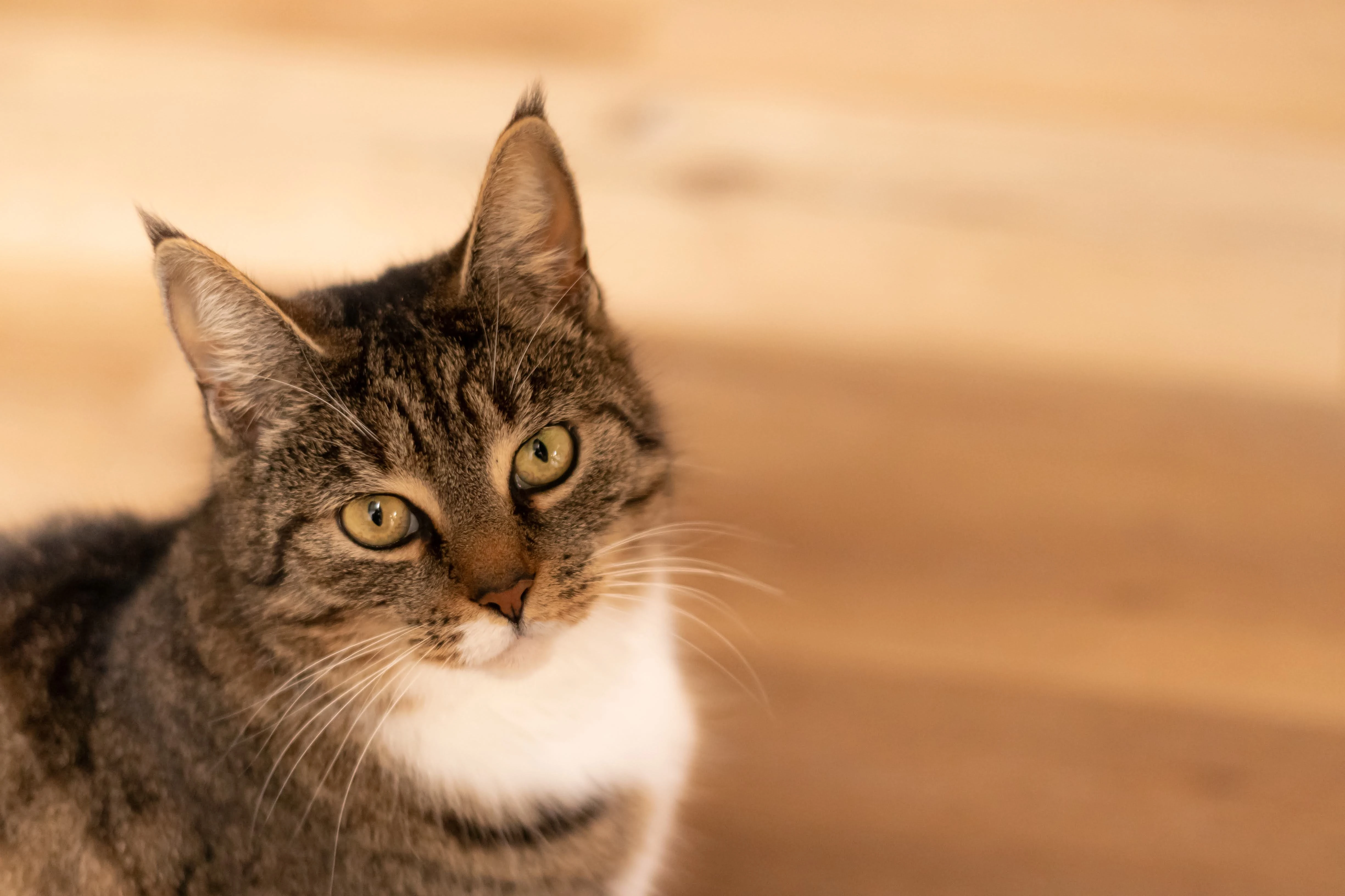 高清小猫图片 萌宠猫咪壁纸合集