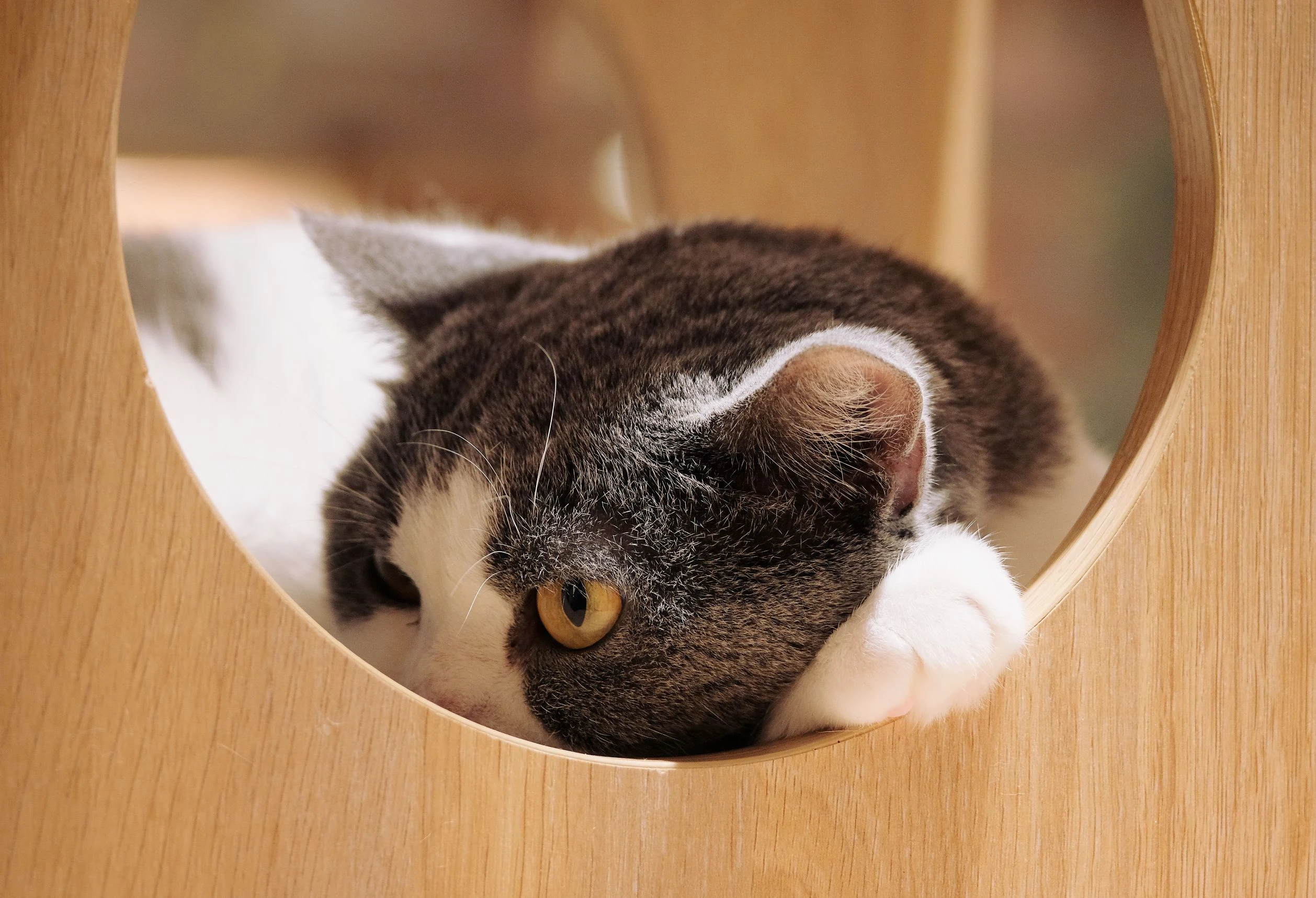 猫咪摄影作品 可爱小猫高清壁纸素材