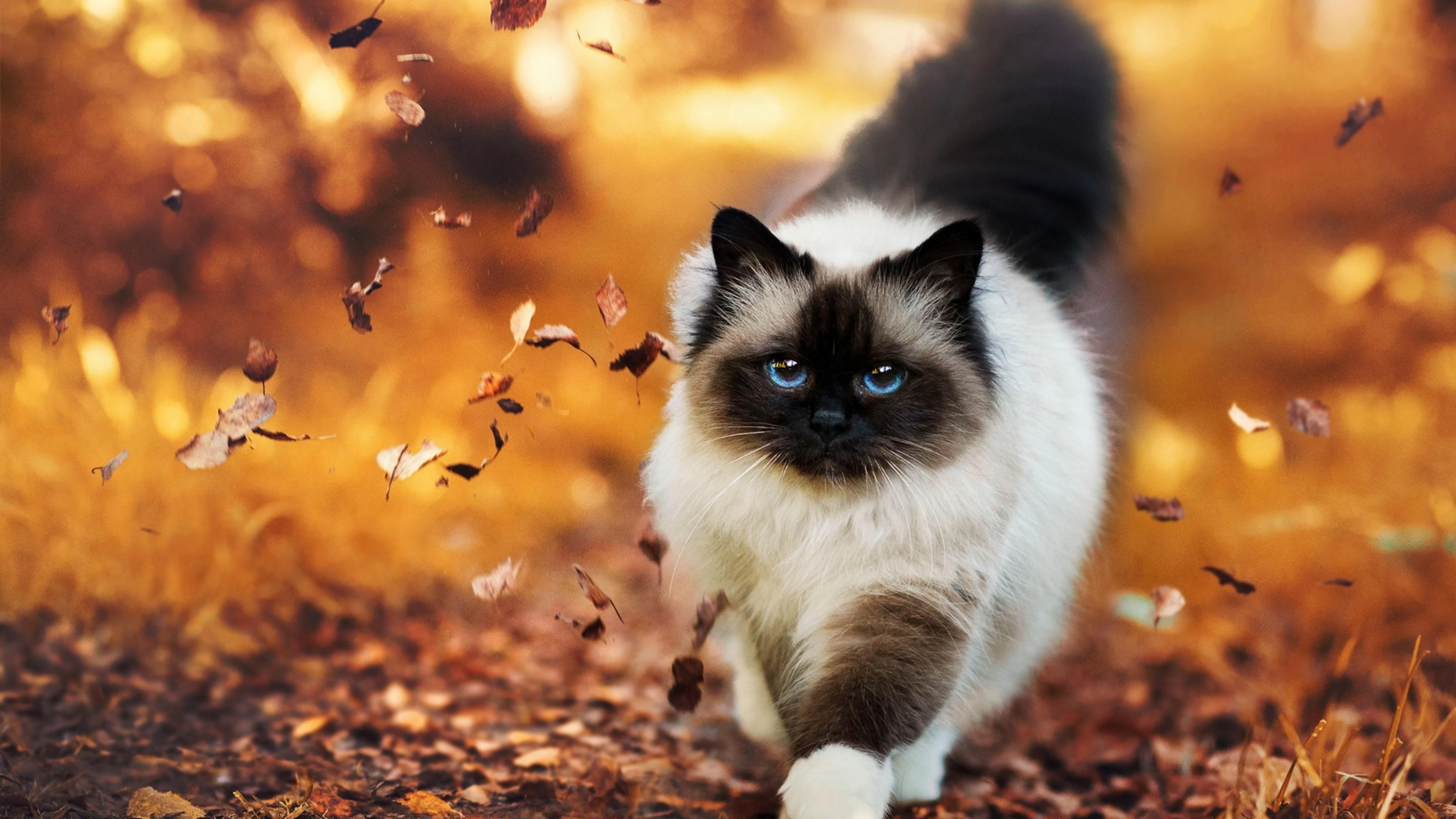 可爱小猫壁纸 猫咪图片高清合集