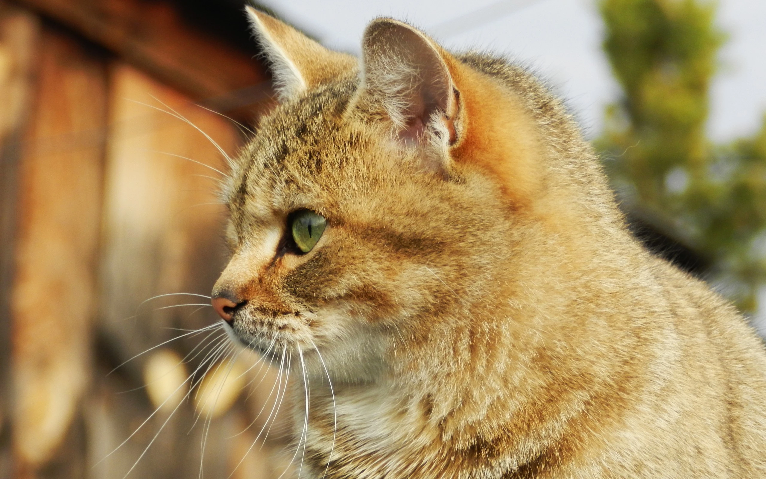 萌宠猫咪摄影 小猫高清图片壁纸
