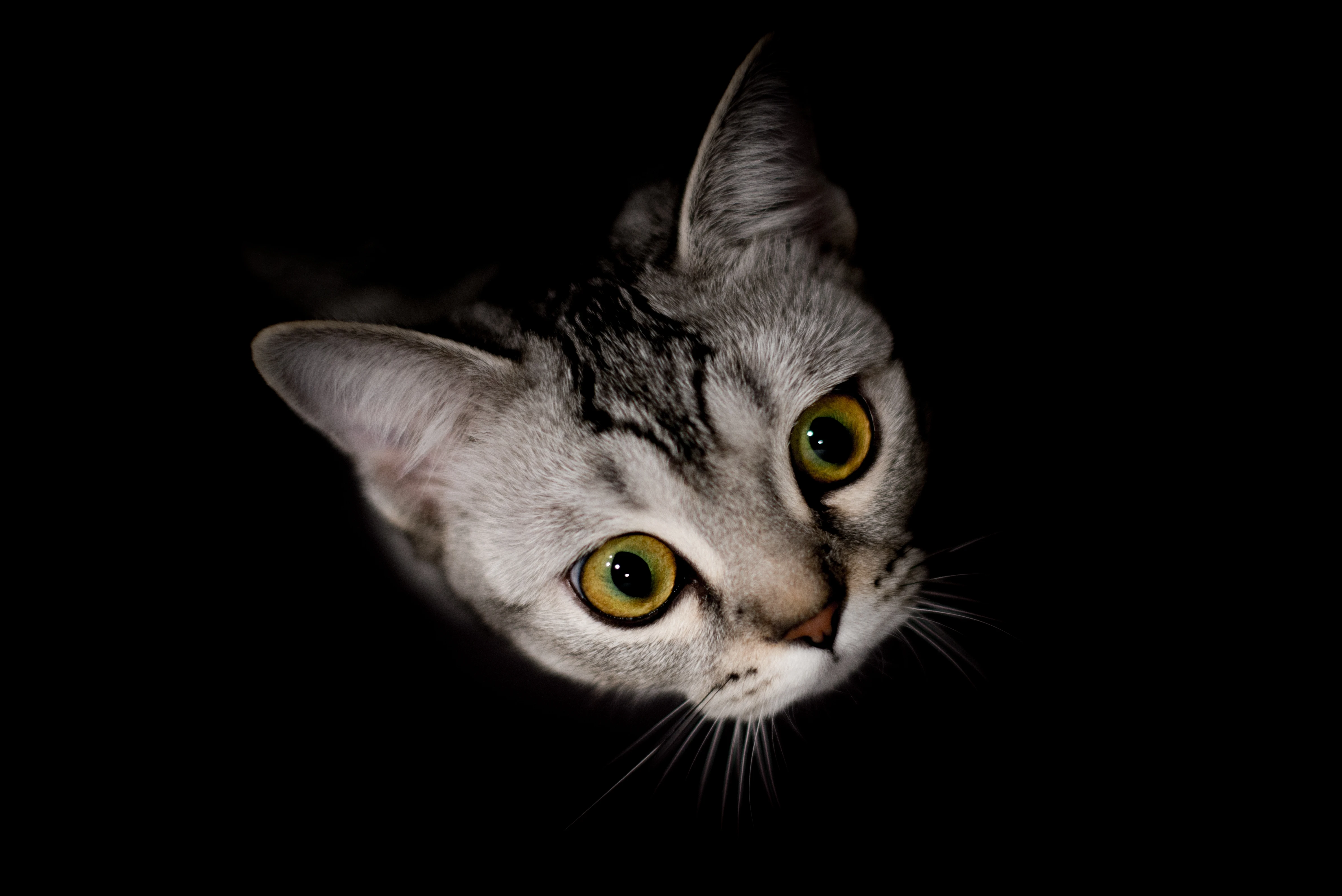 可爱小猫壁纸 猫咪图片高清合集