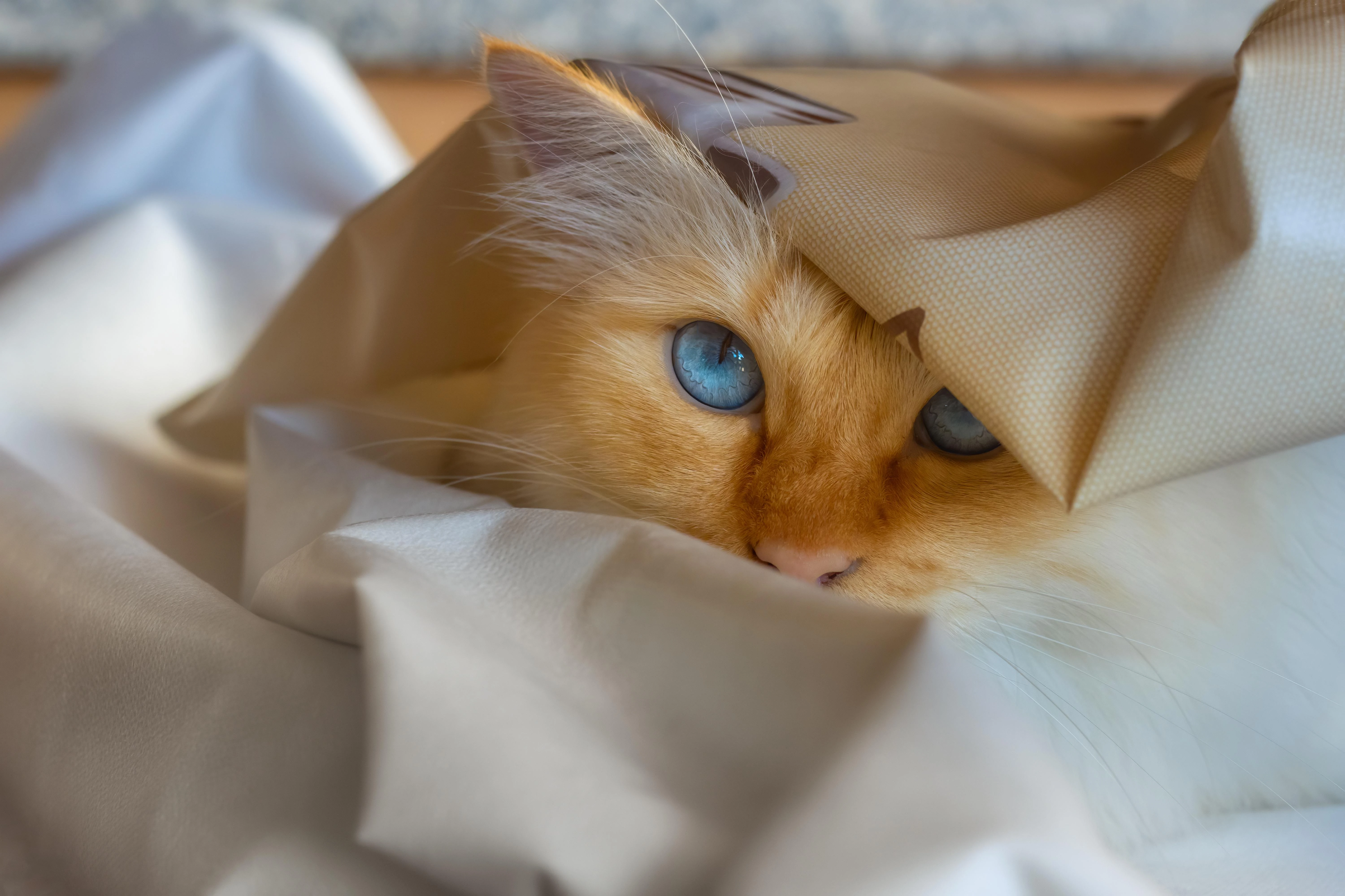 猫咪揣手蹲沙发 高清写真