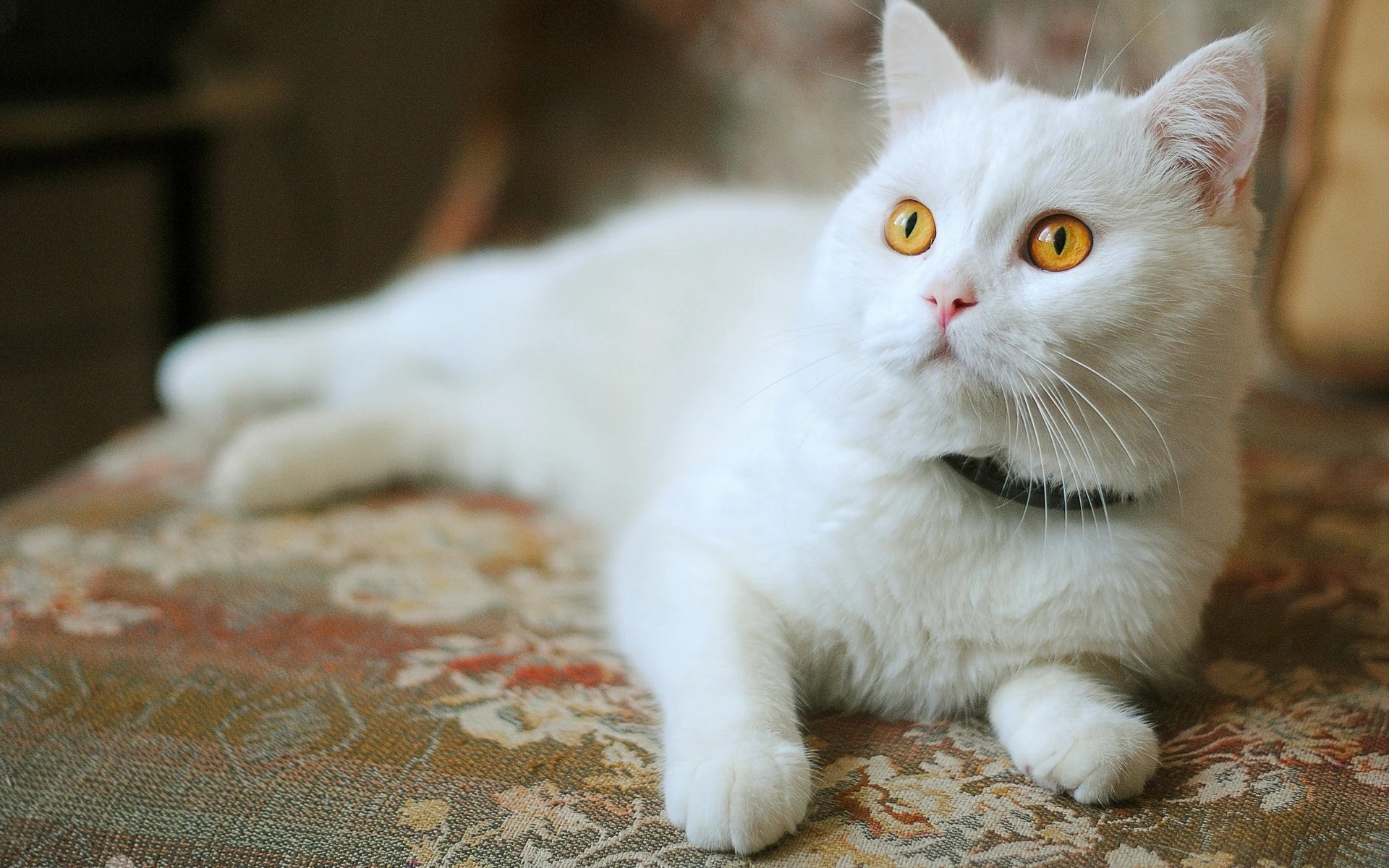 萌宠猫咪图片合集 小猫壁纸免费下载