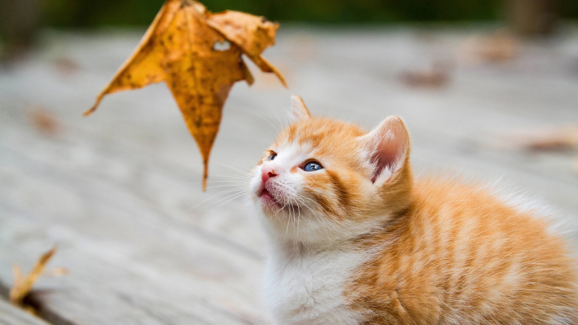 猫咪摄影作品 可爱小猫高清壁纸素材