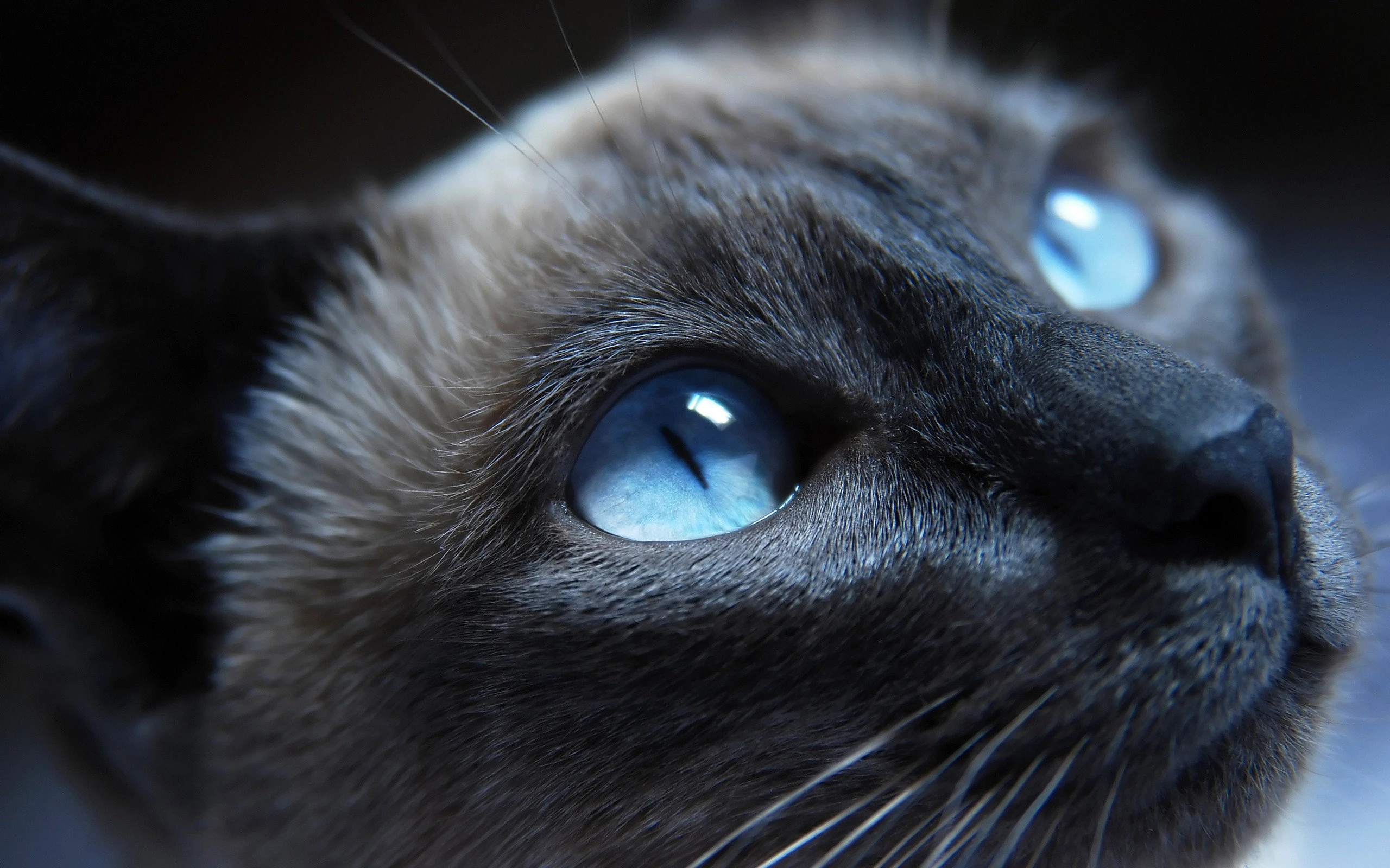 萌宠猫咪摄影 小猫高清图片壁纸