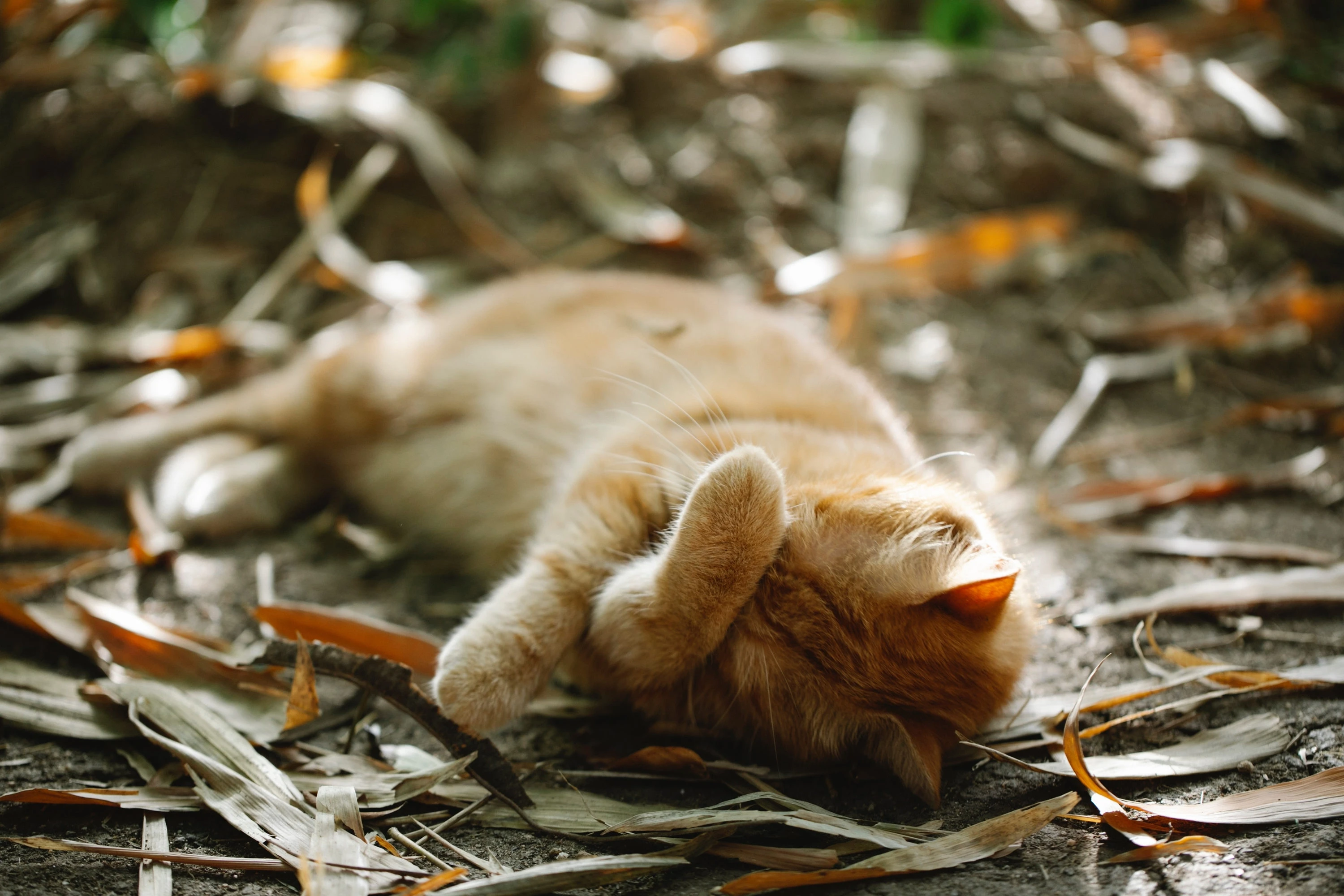 猫咪图片素材 可爱小猫壁纸大全
