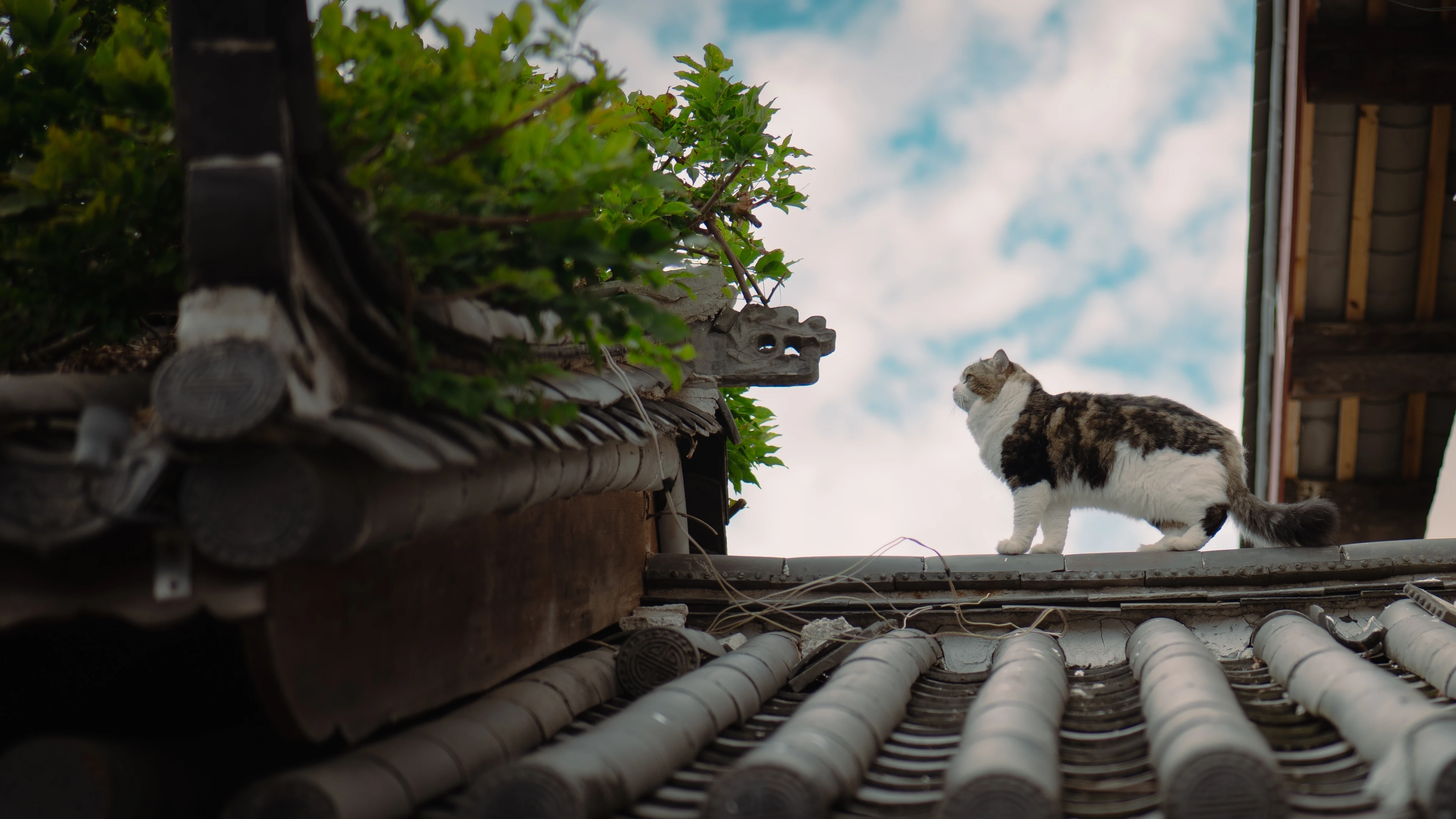 可爱猫咪壁纸 小猫高清摄影图片