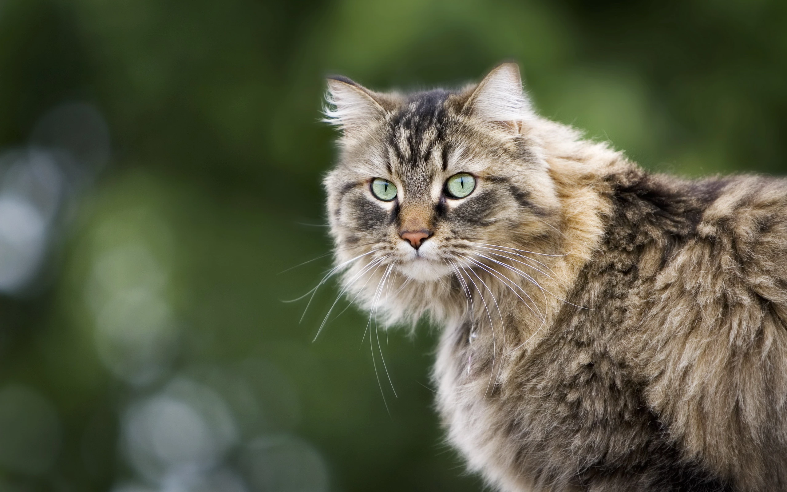 小猫图片大全 萌宠猫咪高清摄影素材
