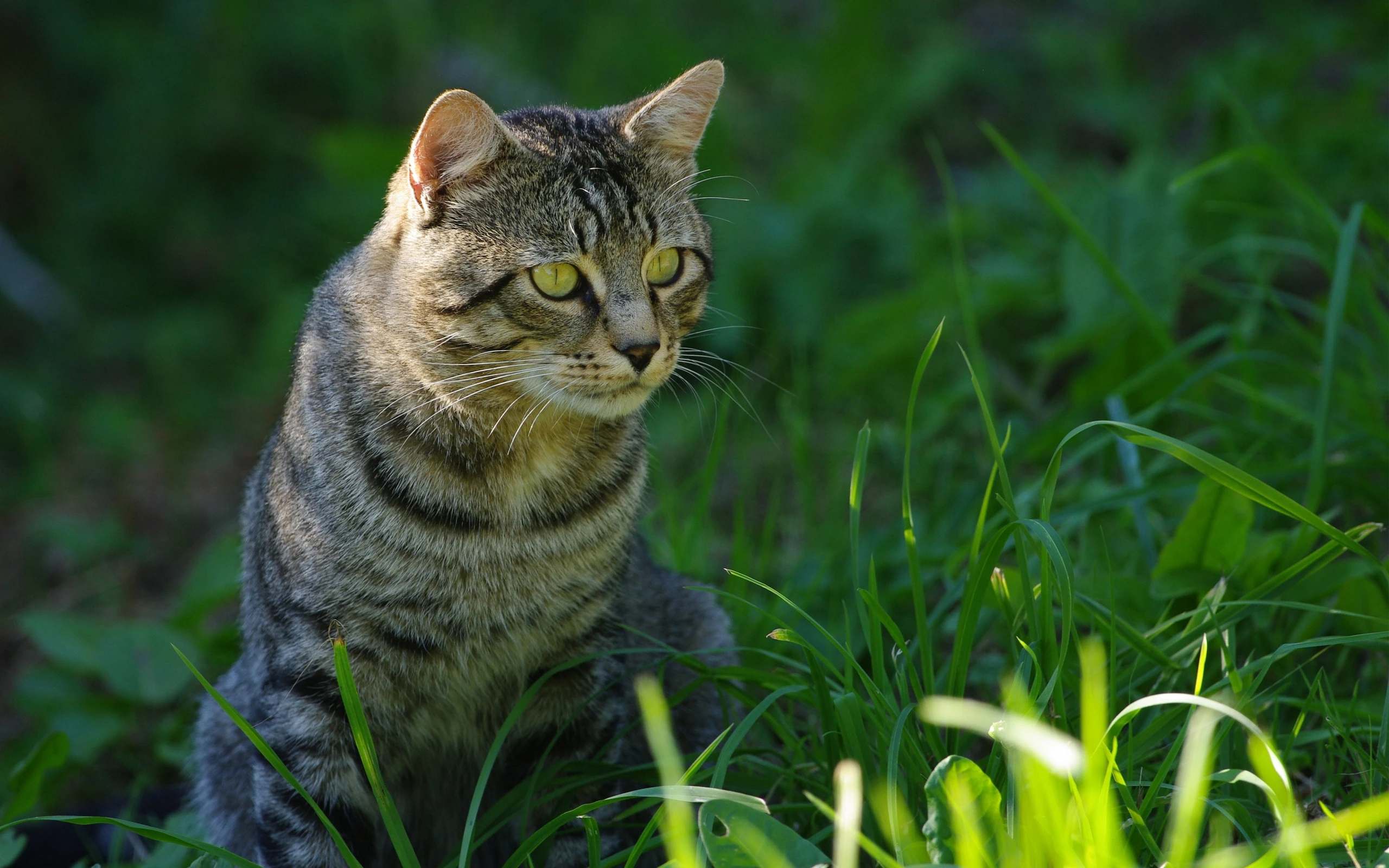 可爱小猫壁纸 猫咪图片高清合集