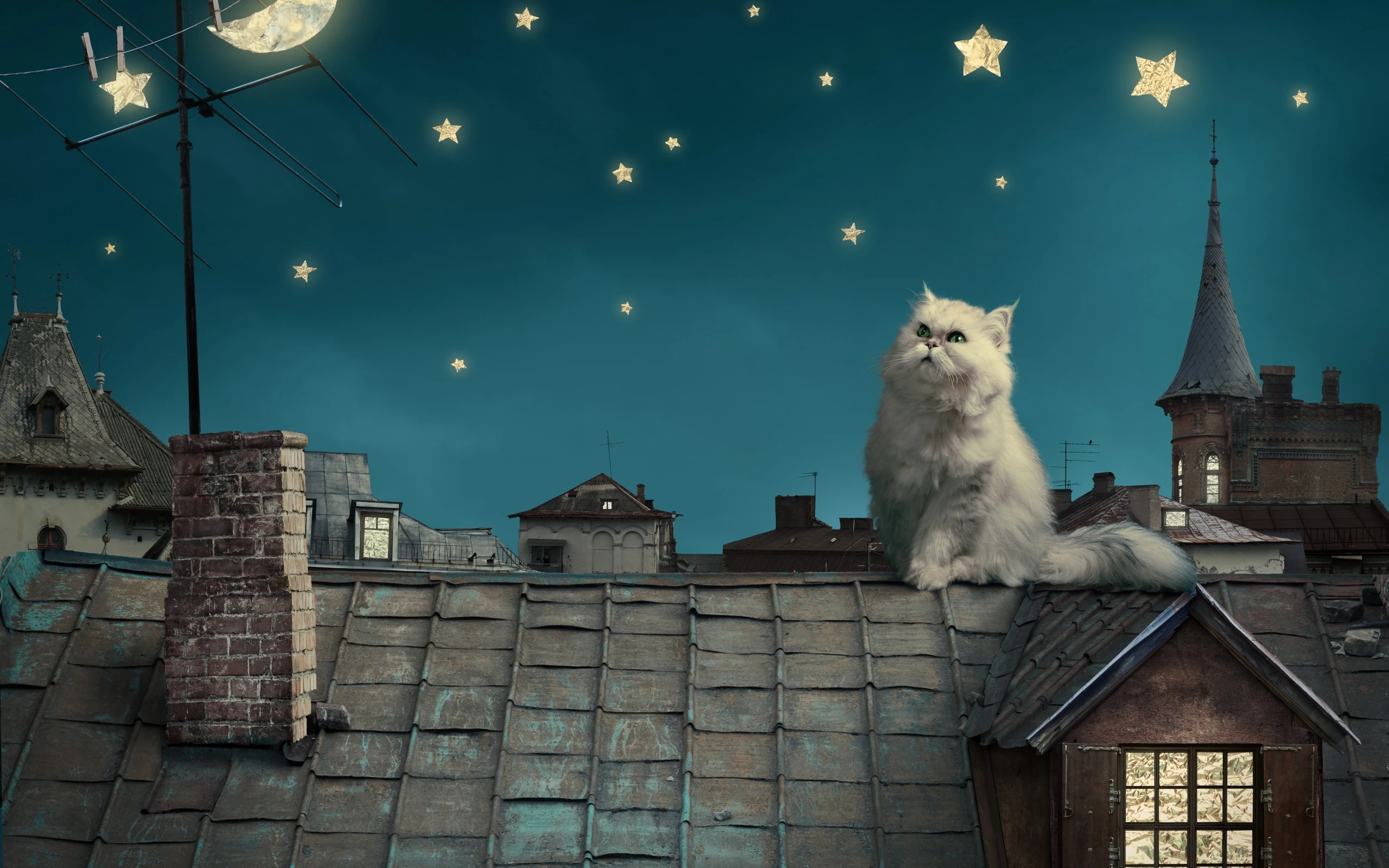 萌宠猫咪摄影 小猫高清图片壁纸