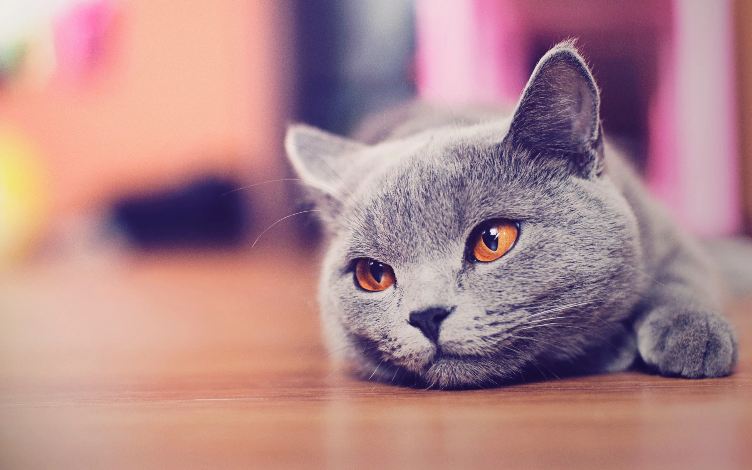 可爱猫咪高清图片 萌宠小猫壁纸大全