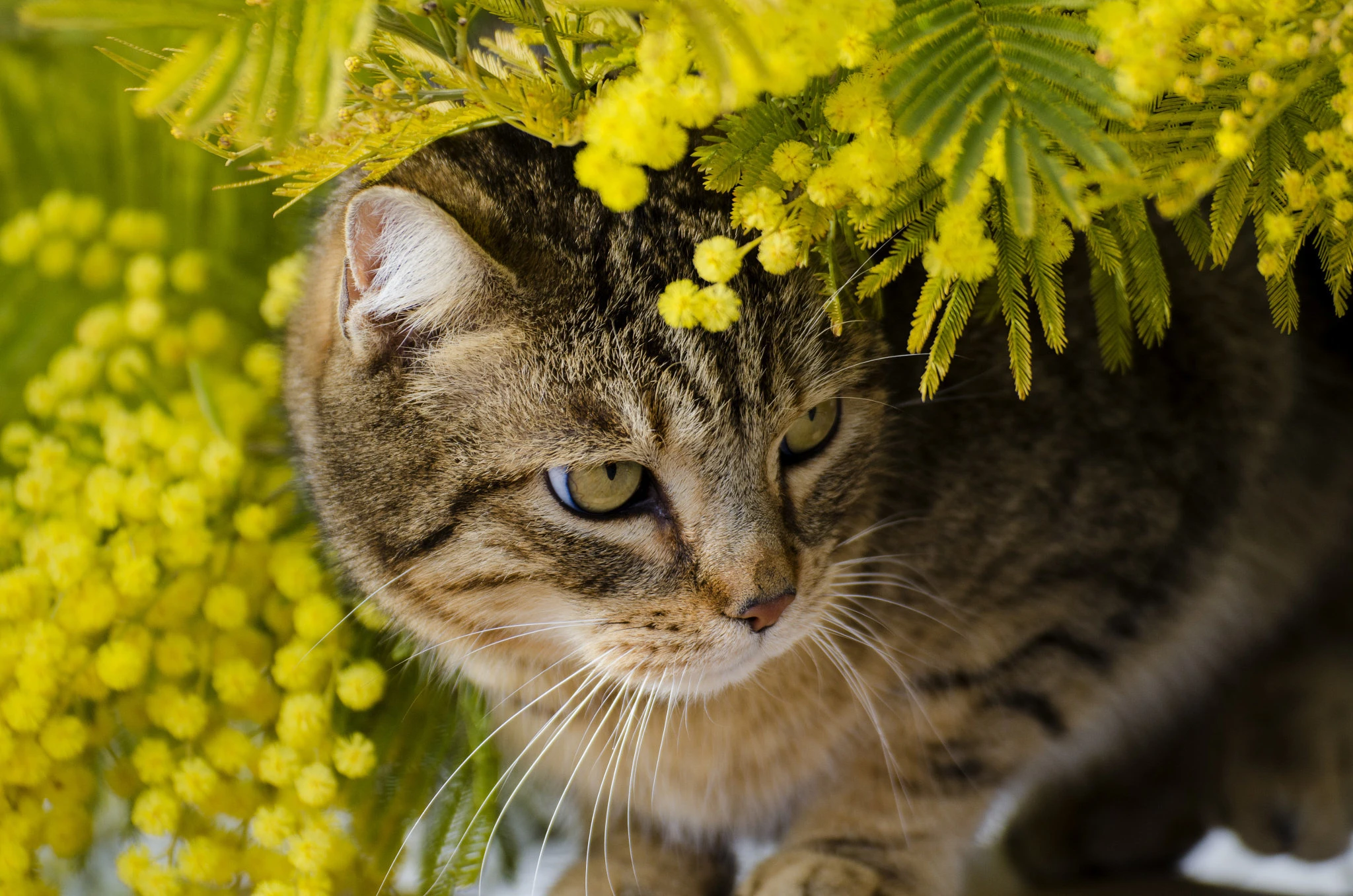 可爱猫咪壁纸 小猫高清摄影图片