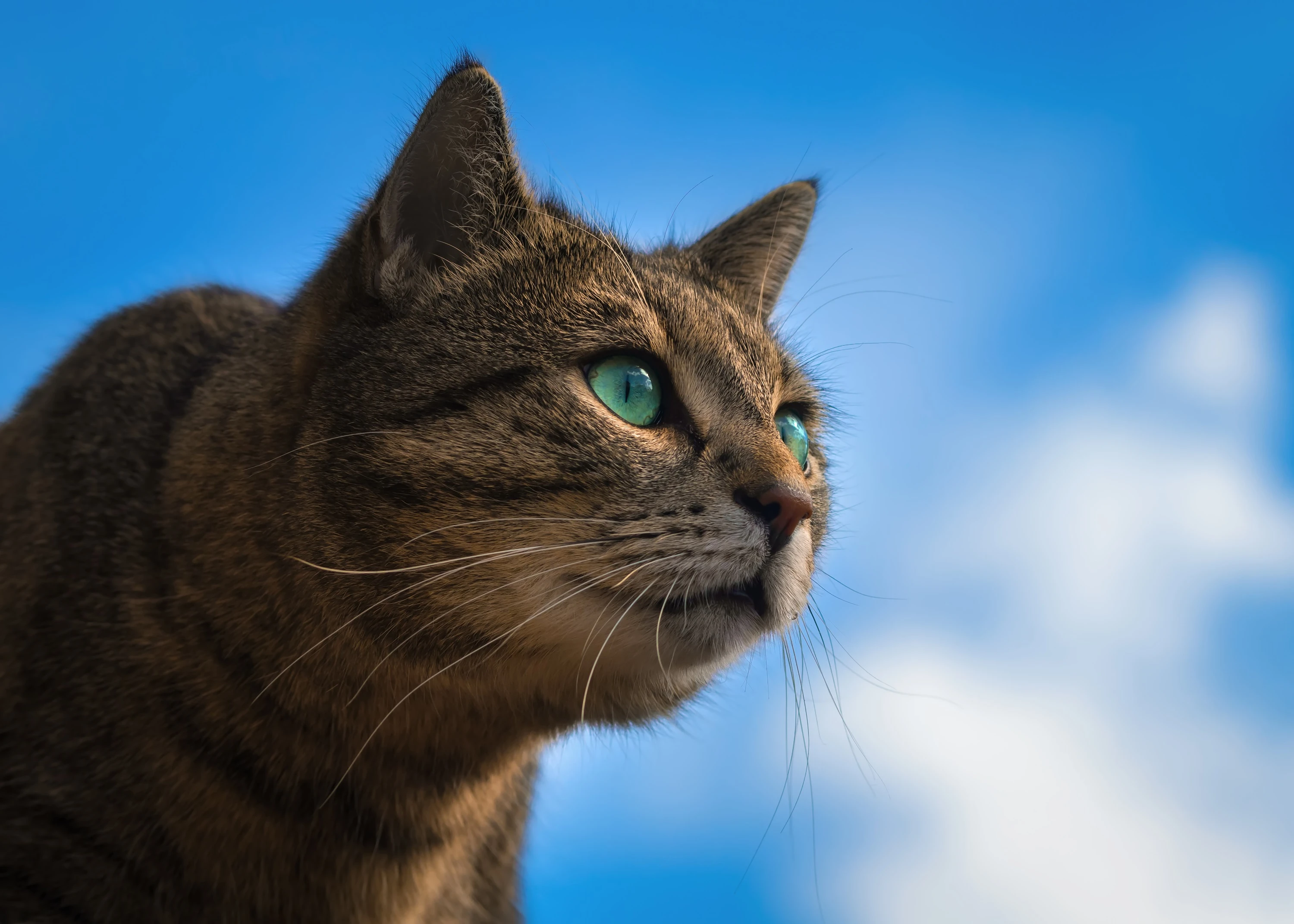 可爱猫咪壁纸 小猫高清摄影图片