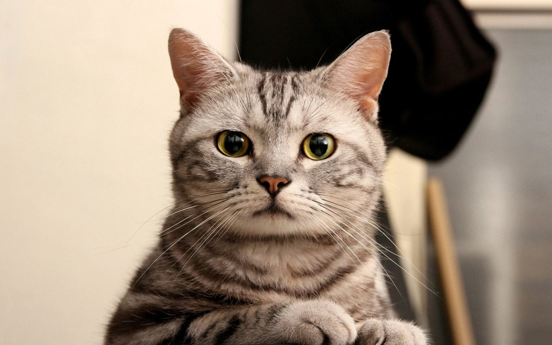 可爱小猫壁纸 猫咪图片高清合集