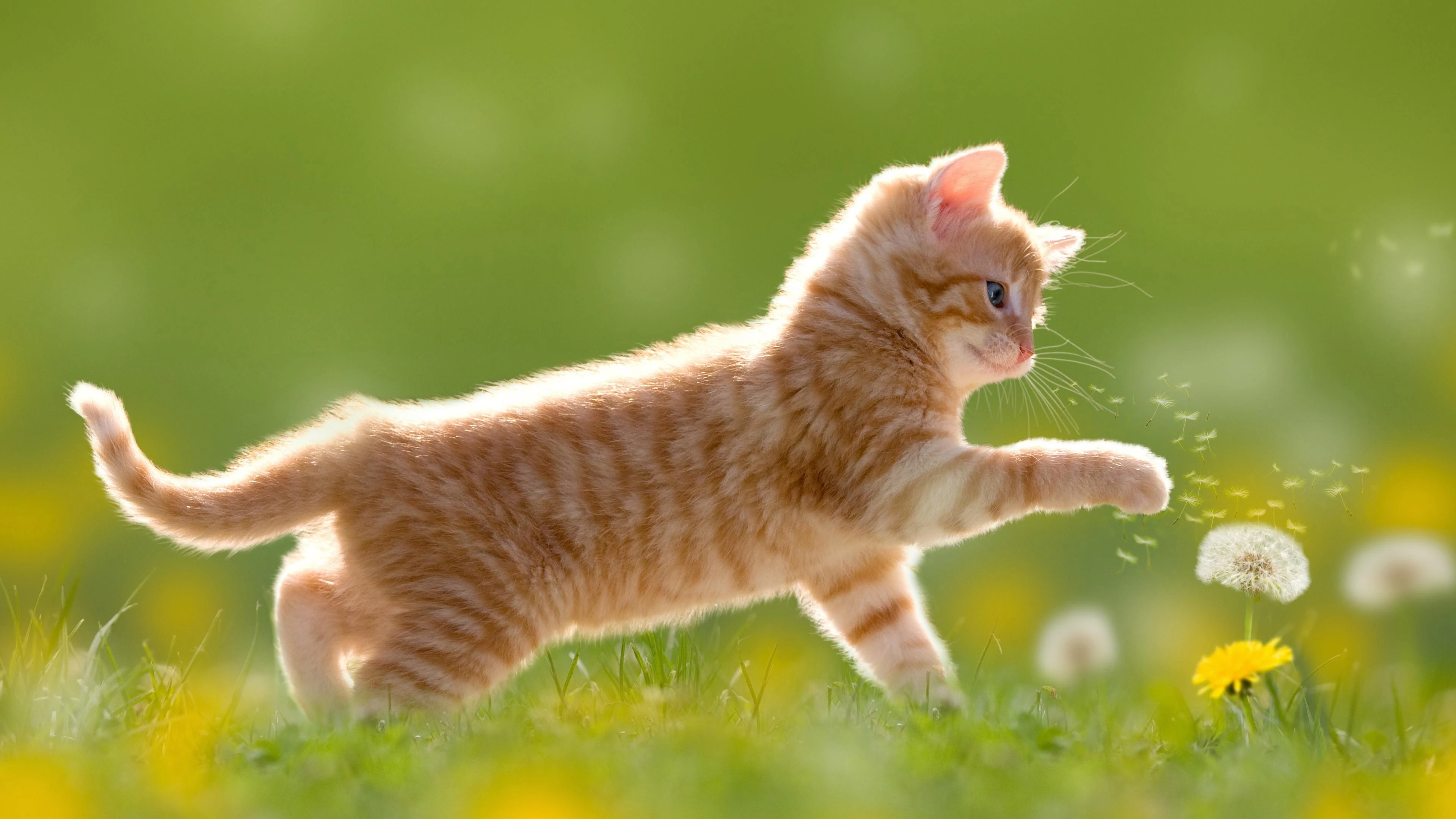 可爱猫咪壁纸 小猫高清摄影图片