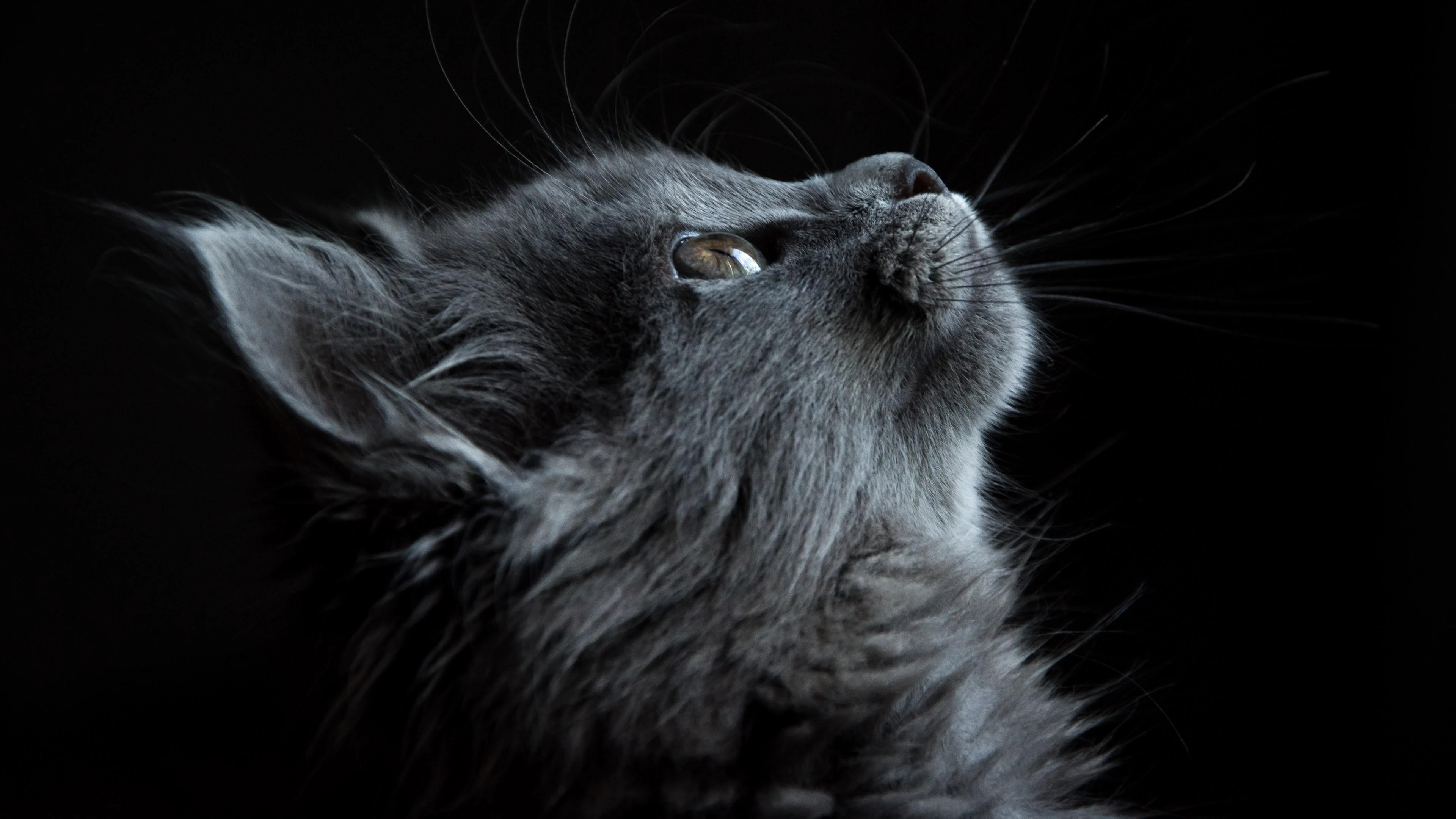 小猫图片大全 萌宠猫咪高清摄影素材