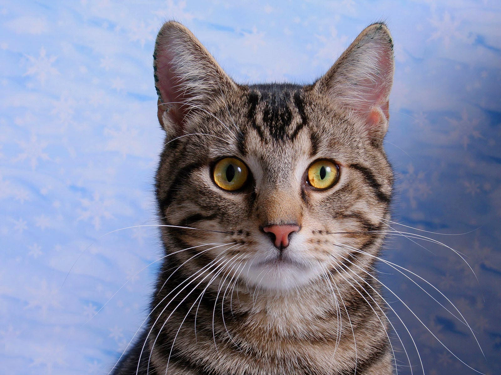 可爱猫咪高清图片 萌宠小猫壁纸大全