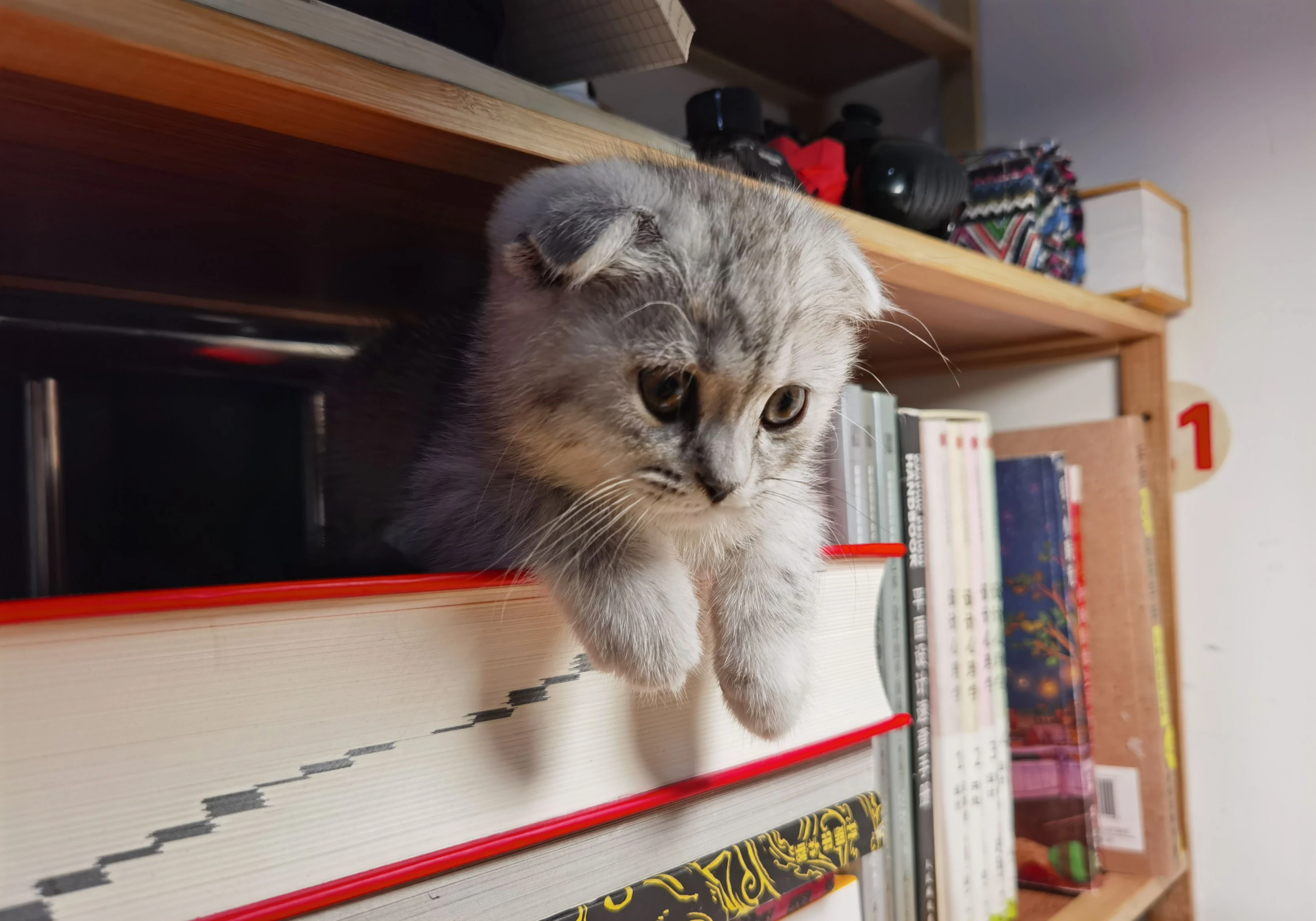 可爱小猫壁纸 猫咪图片高清合集