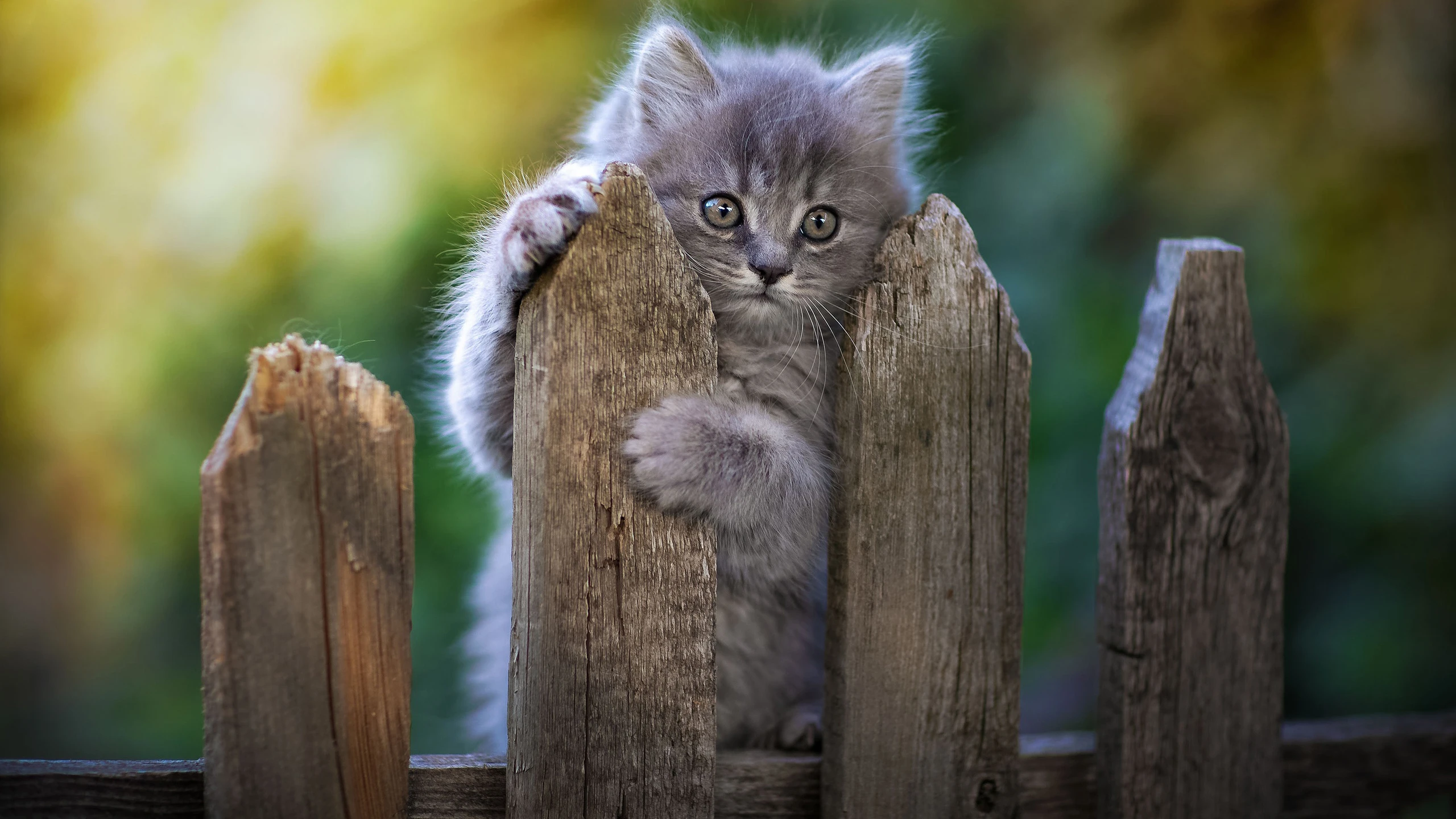 小猫图片大全 萌宠猫咪高清摄影素材