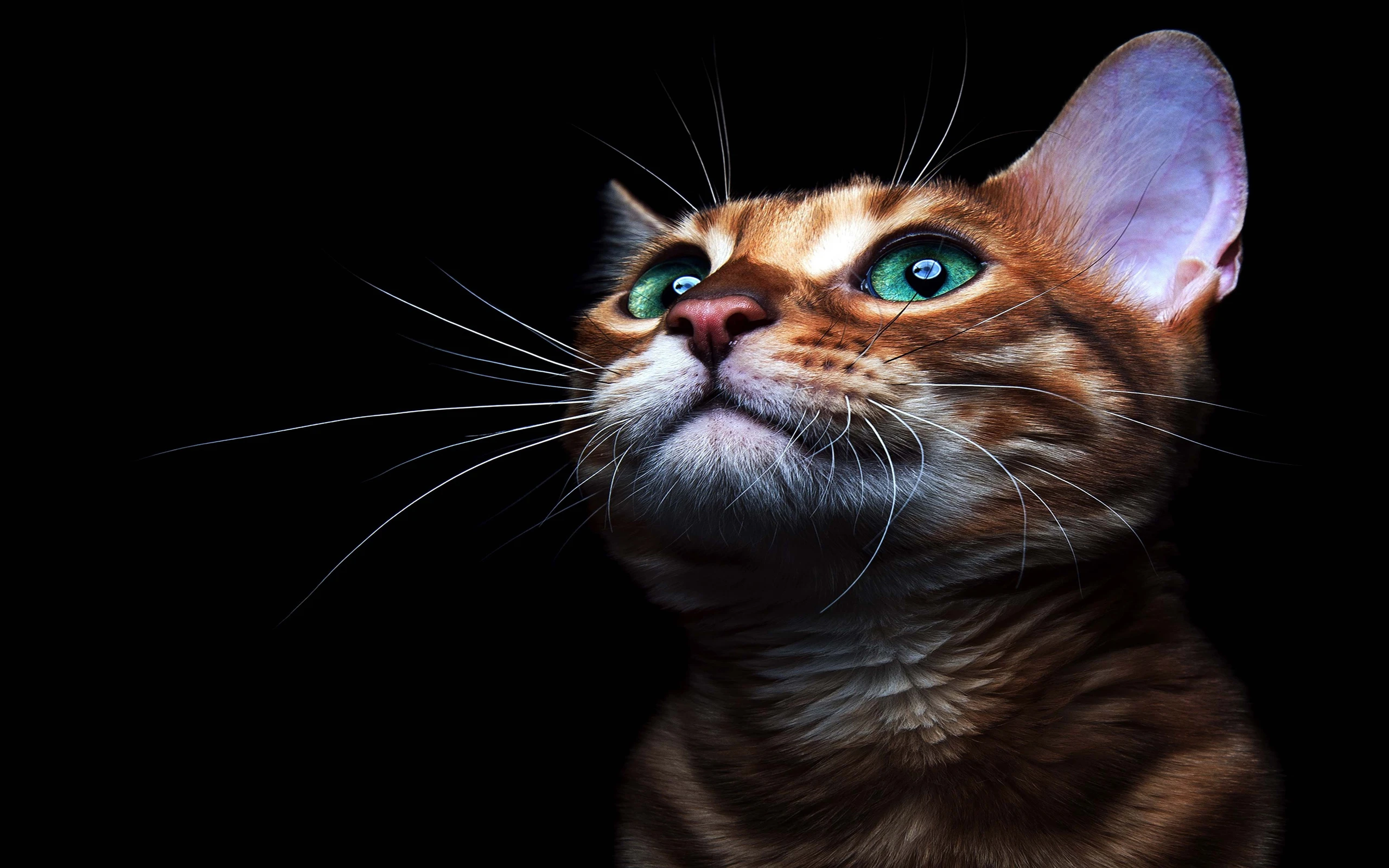 可爱小猫壁纸 猫咪图片高清合集