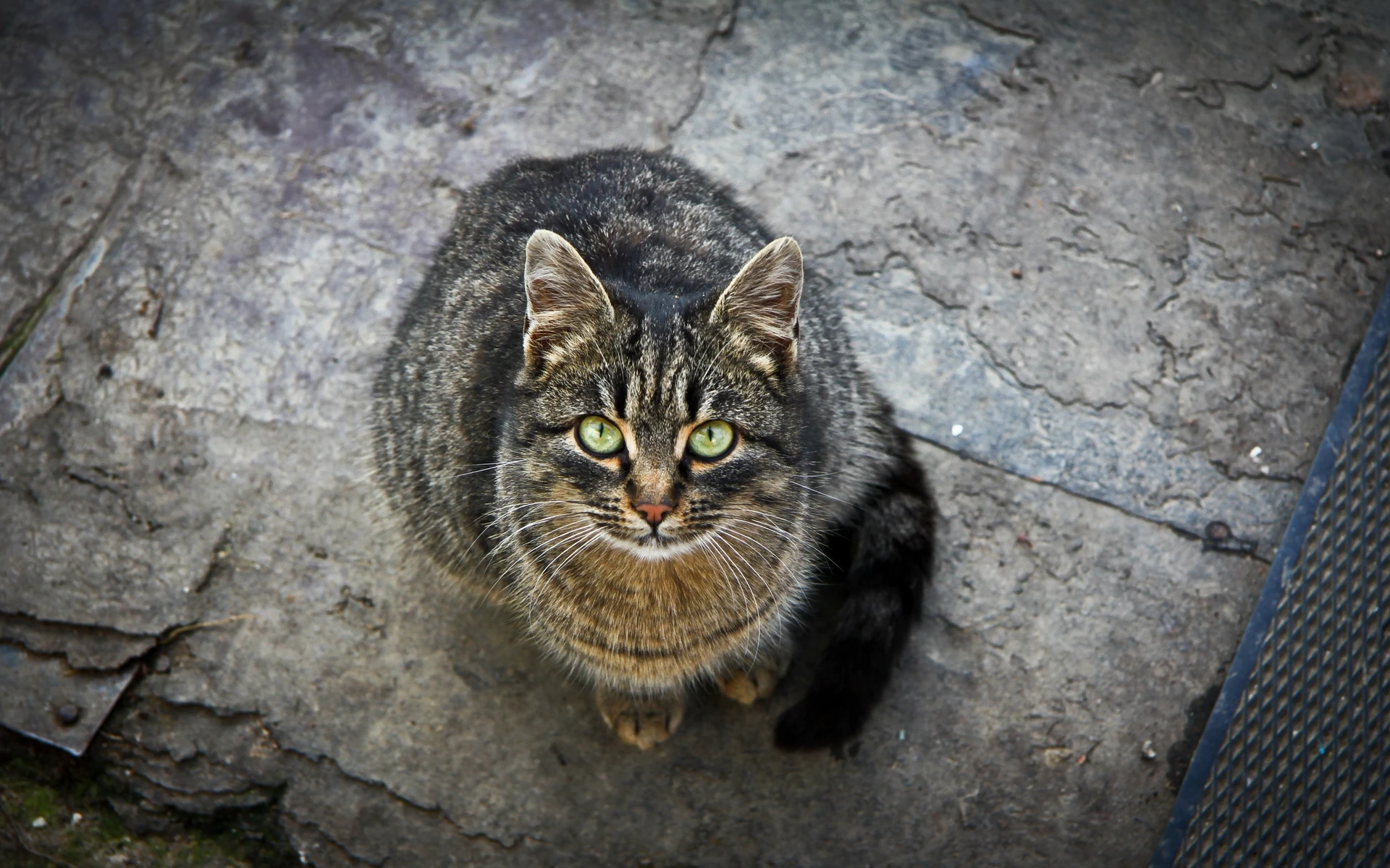 猫咪图片素材 可爱小猫壁纸大全