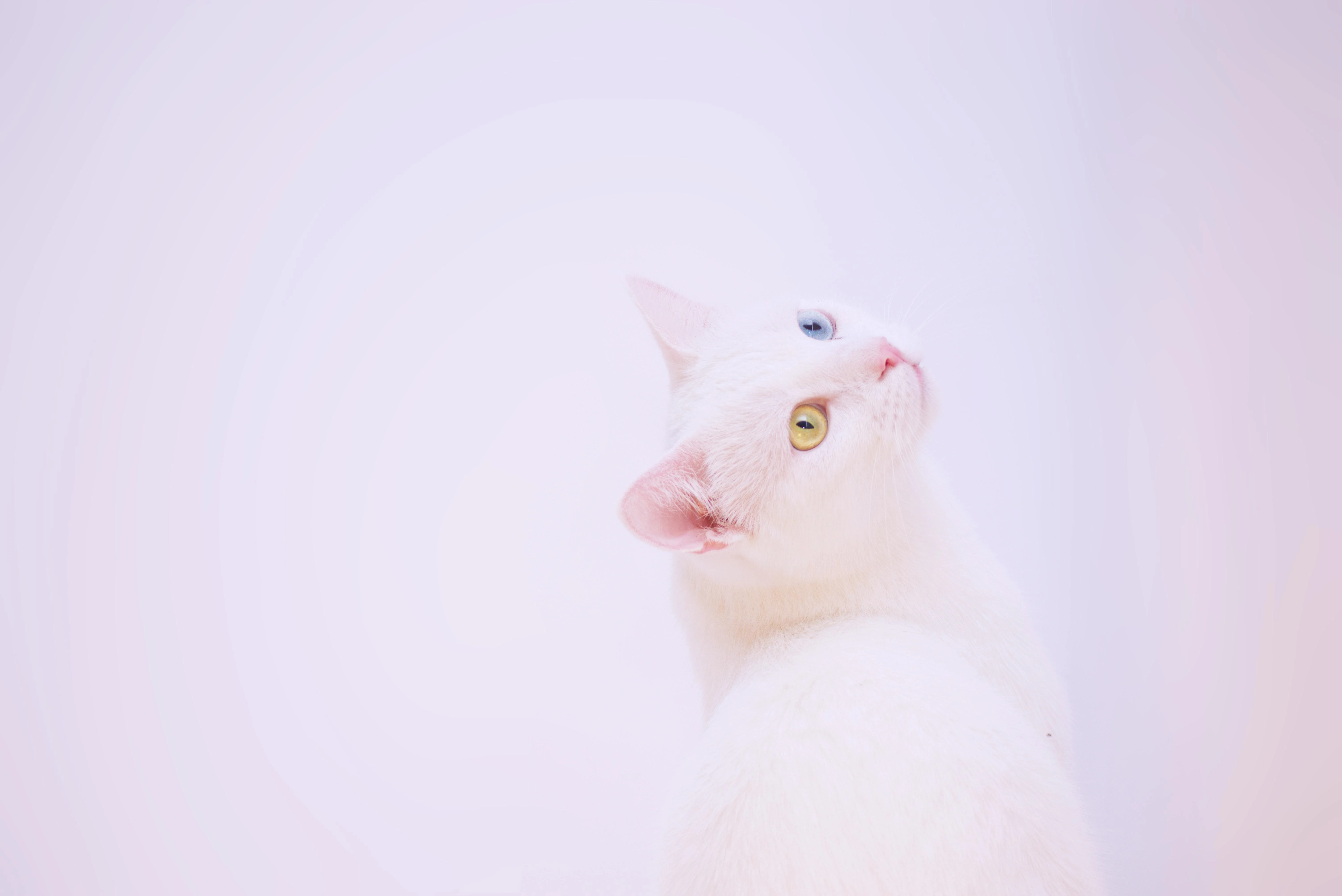猫咪揣手蹲沙发 高清写真