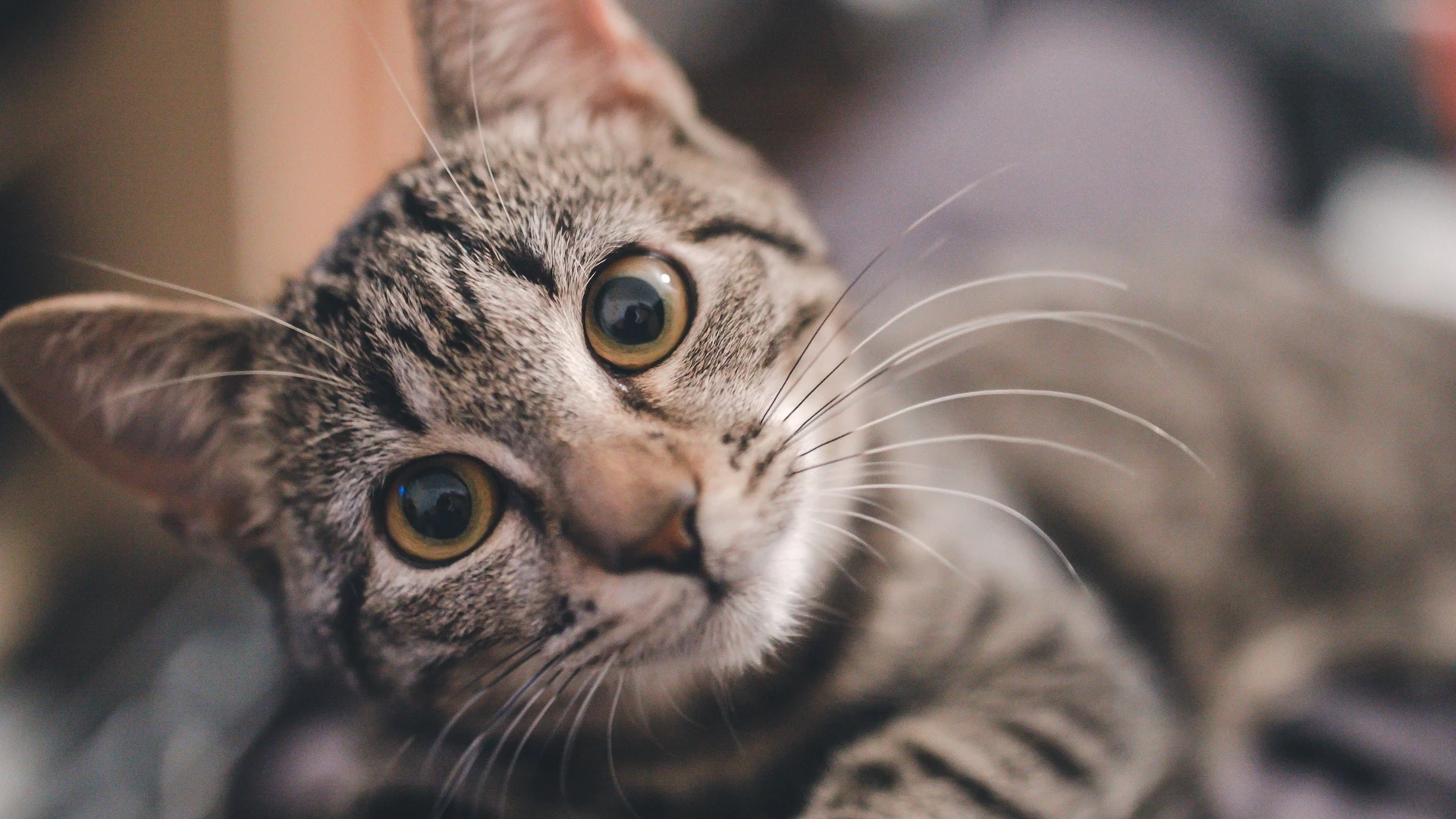 猫咪图片素材 可爱小猫壁纸大全