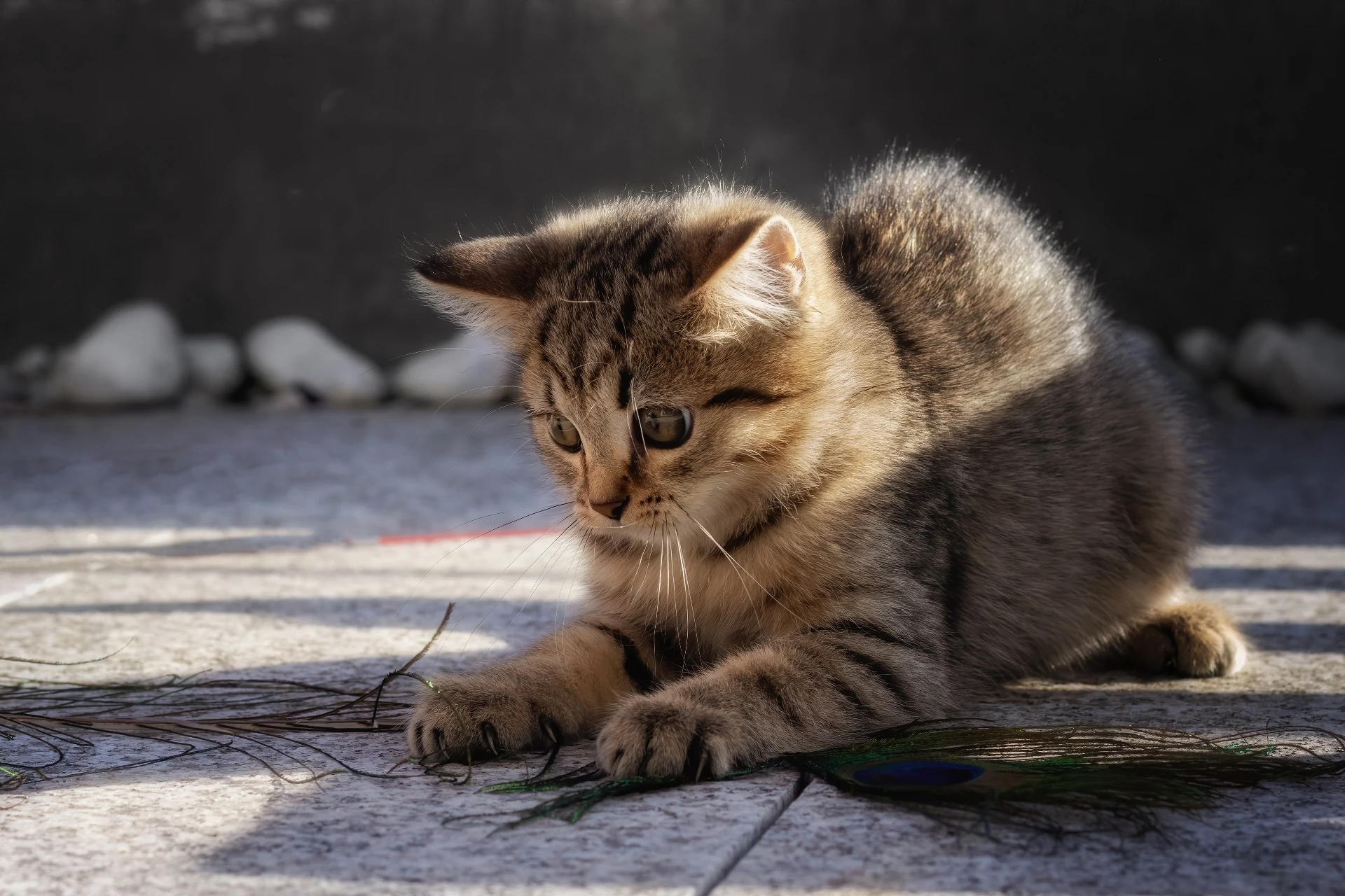 萌宠猫咪图片合集 小猫壁纸免费下载