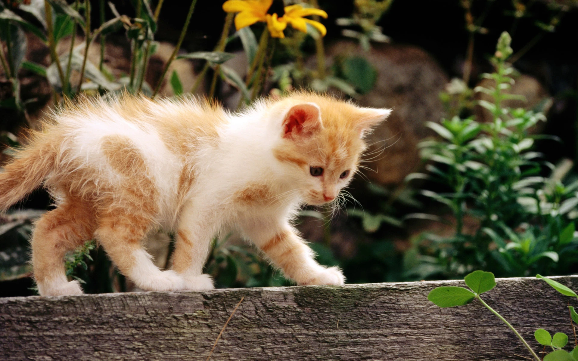 可爱猫咪壁纸 小猫高清摄影图片