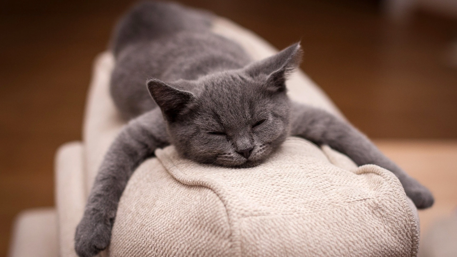 猫咪图片素材 可爱小猫壁纸大全