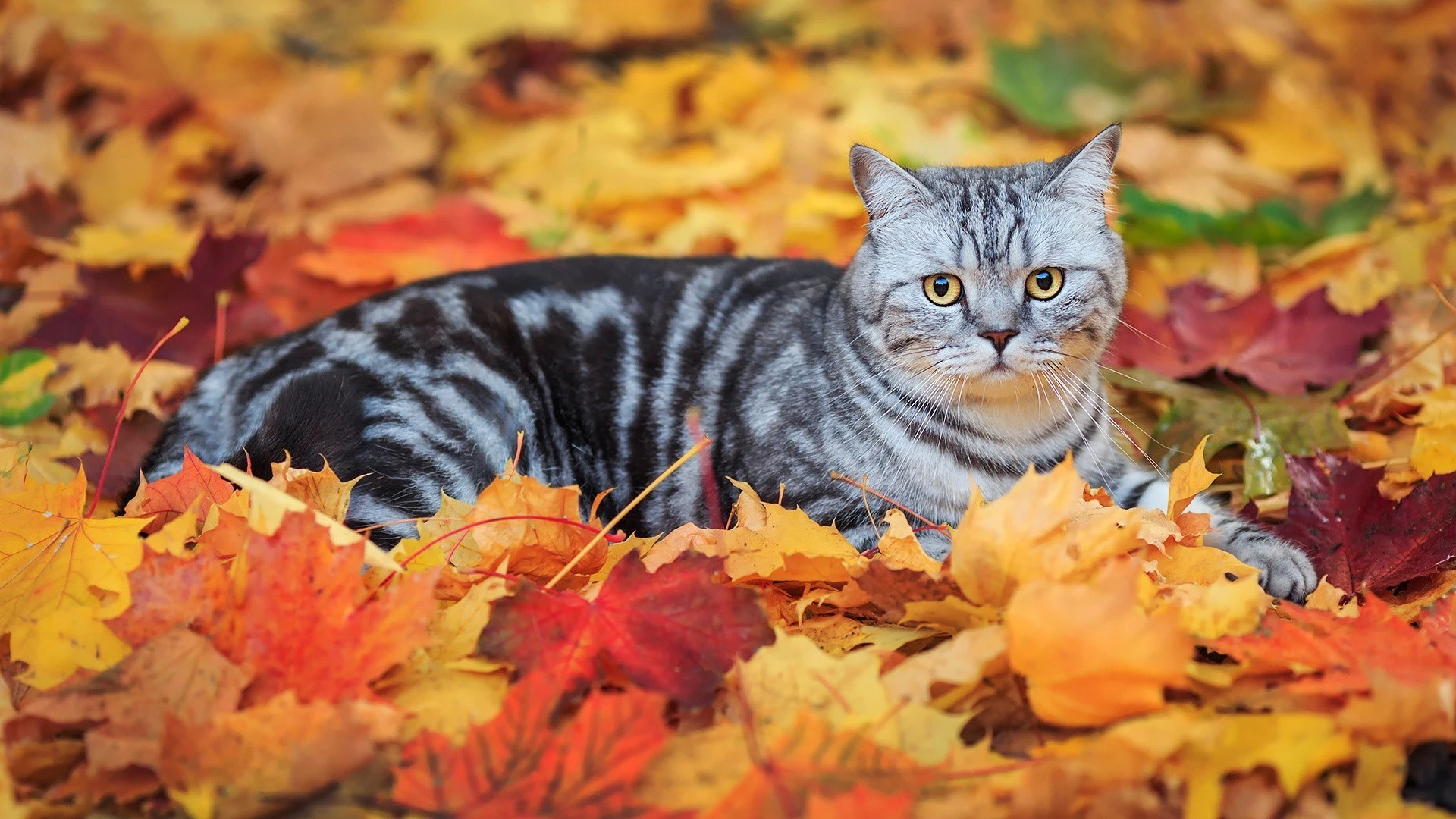 可爱猫咪壁纸 小猫高清摄影图片