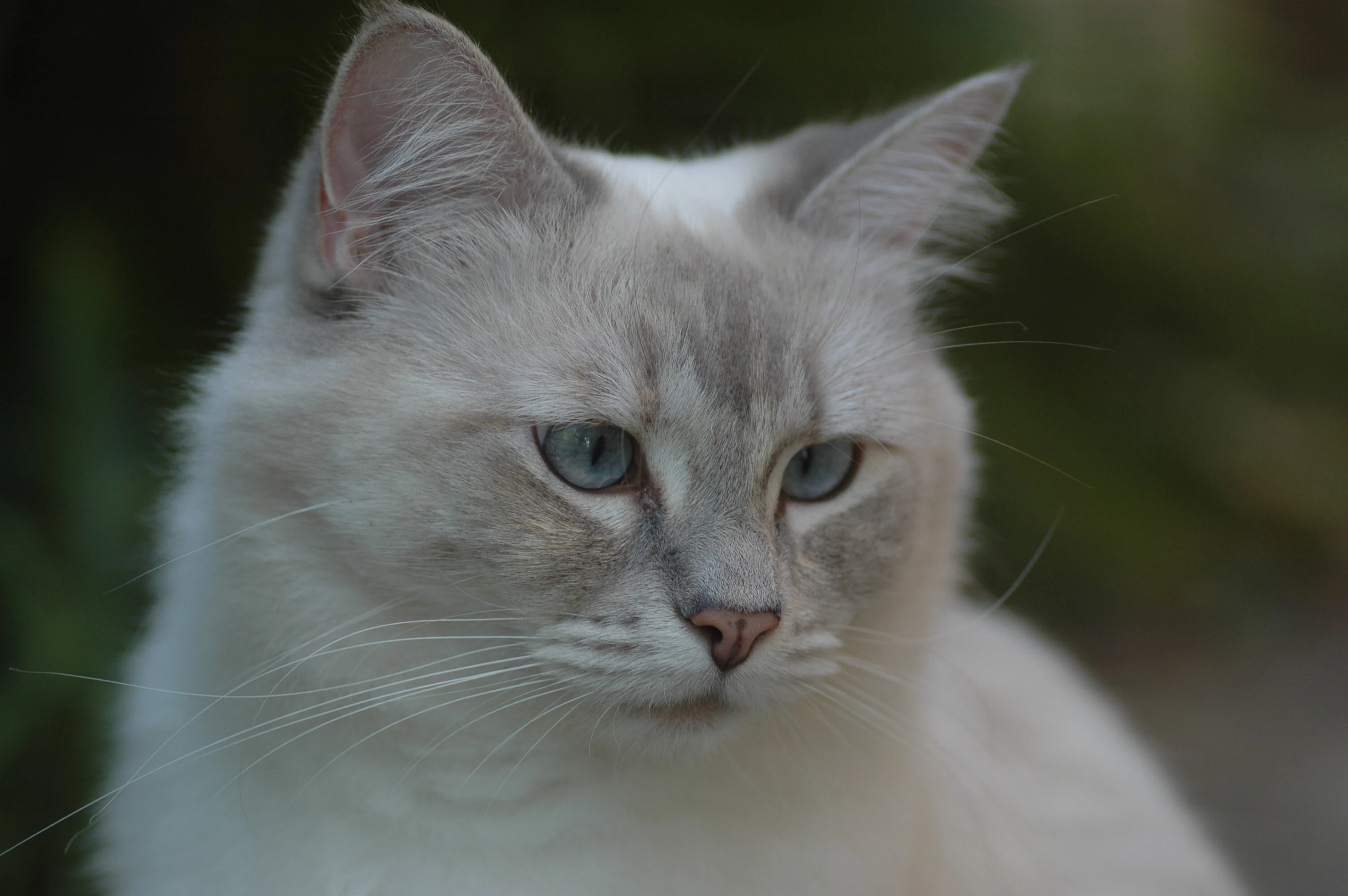 小猫图片大全 萌宠猫咪高清摄影素材