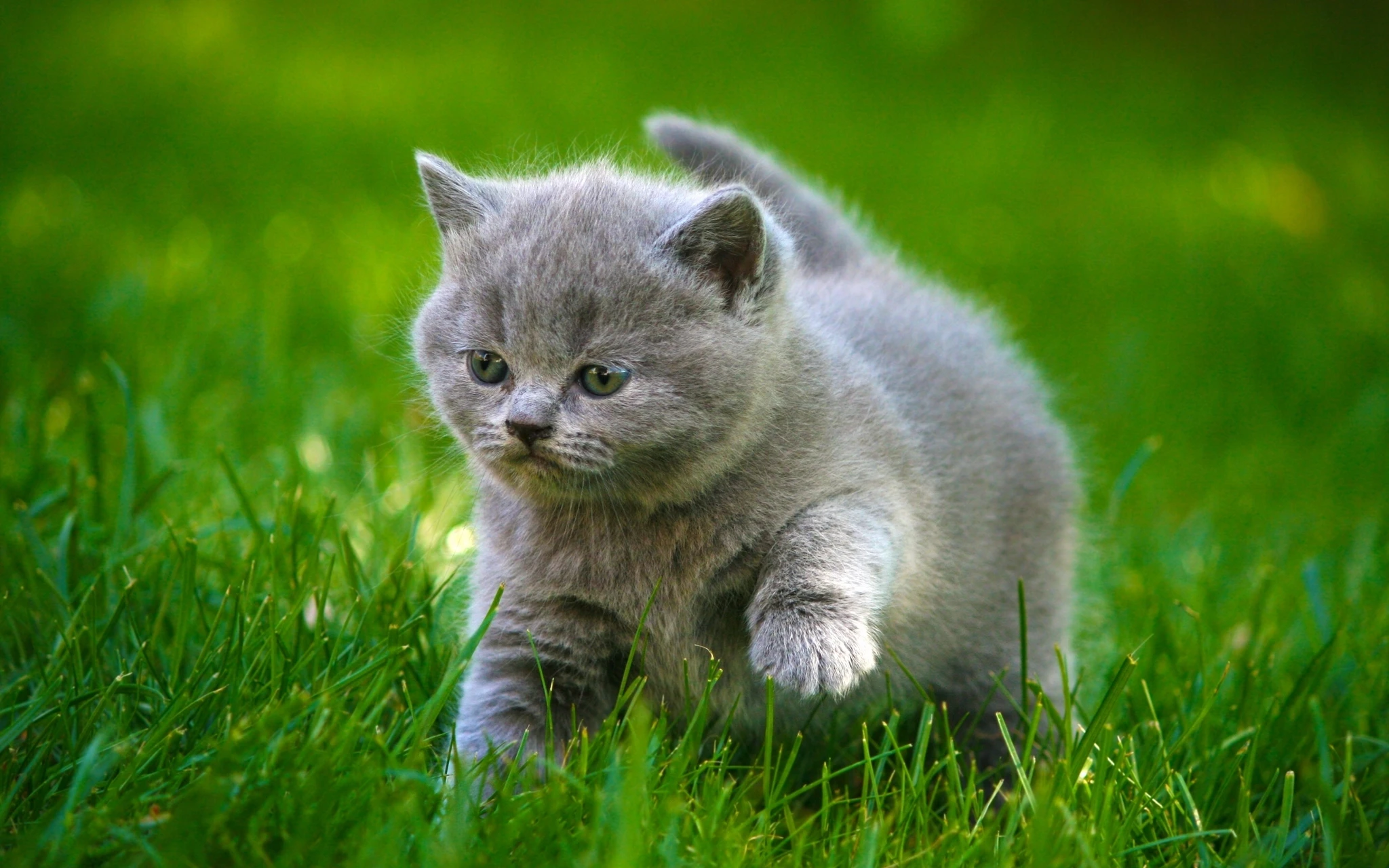 高清小猫图片 萌宠猫咪壁纸合集