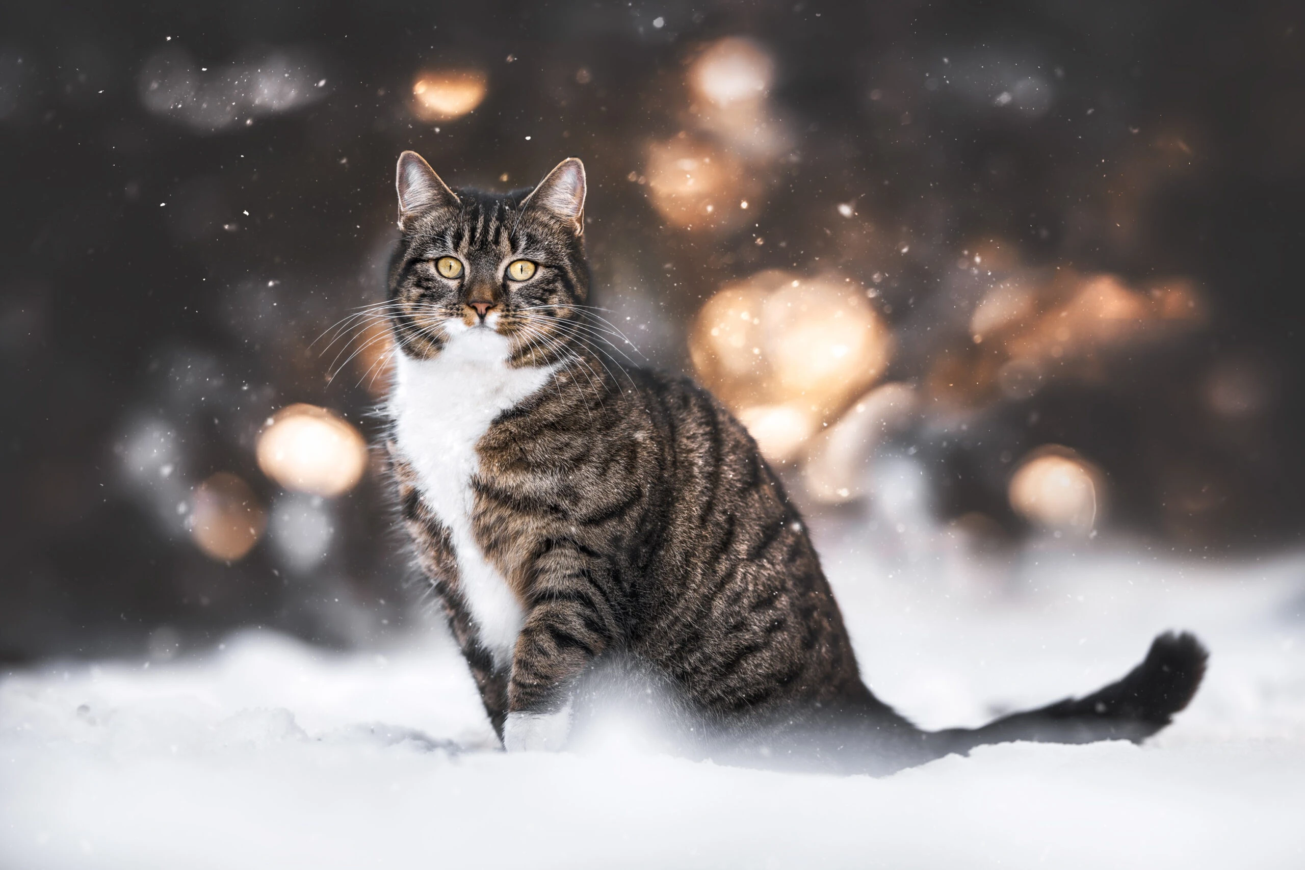 萌宠猫咪图片合集 小猫壁纸免费下载
