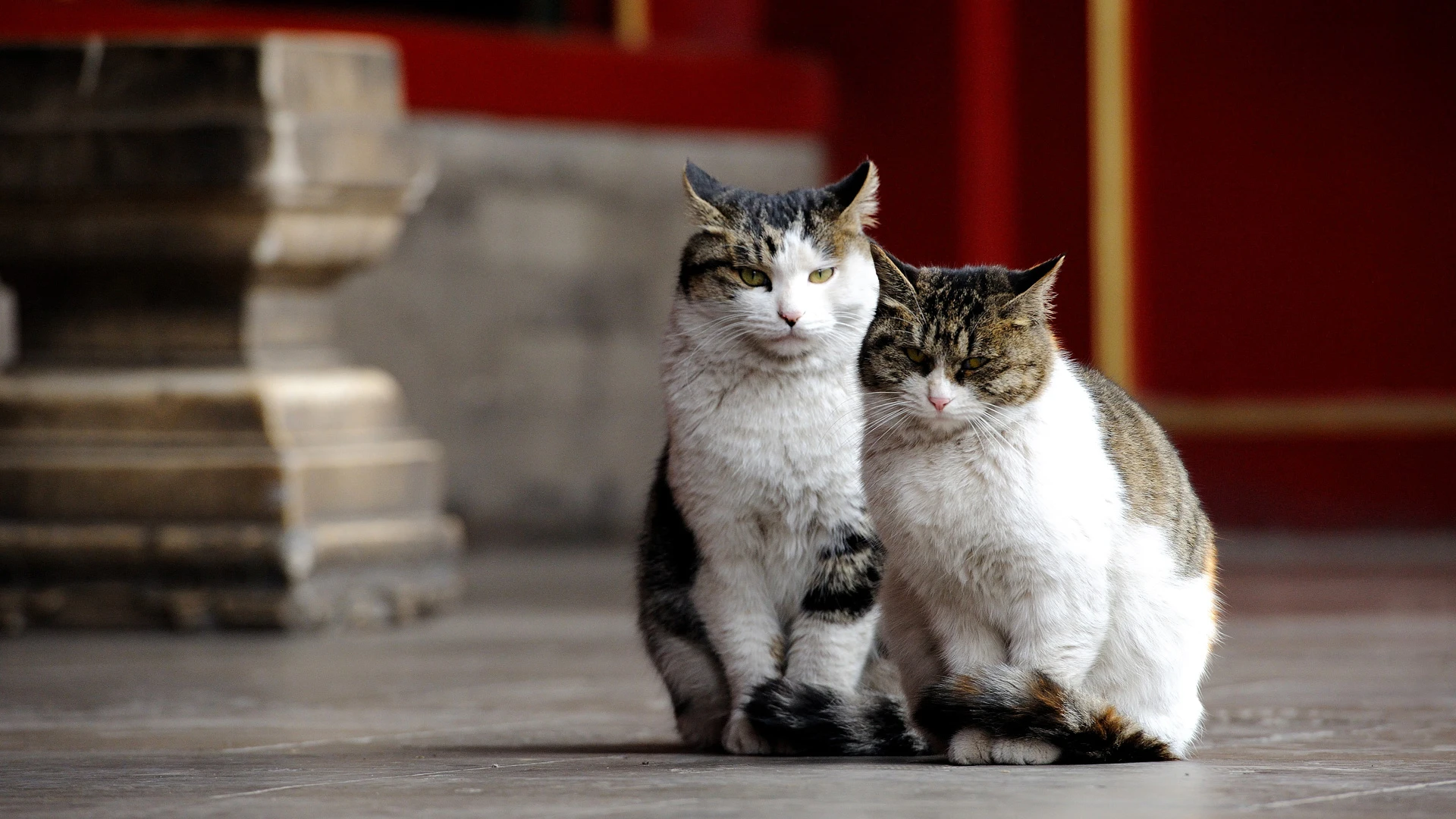 萌宠猫咪图片合集 小猫壁纸免费下载