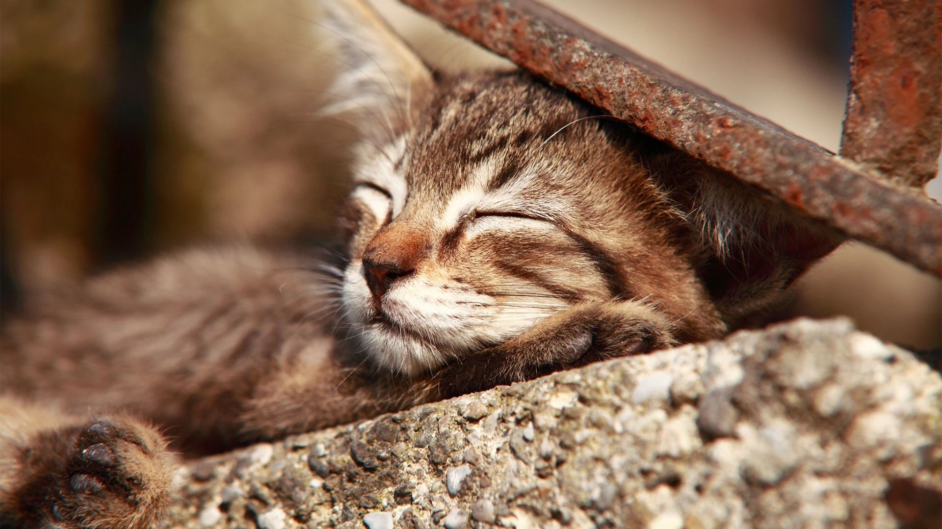 可爱小猫壁纸 猫咪图片高清合集