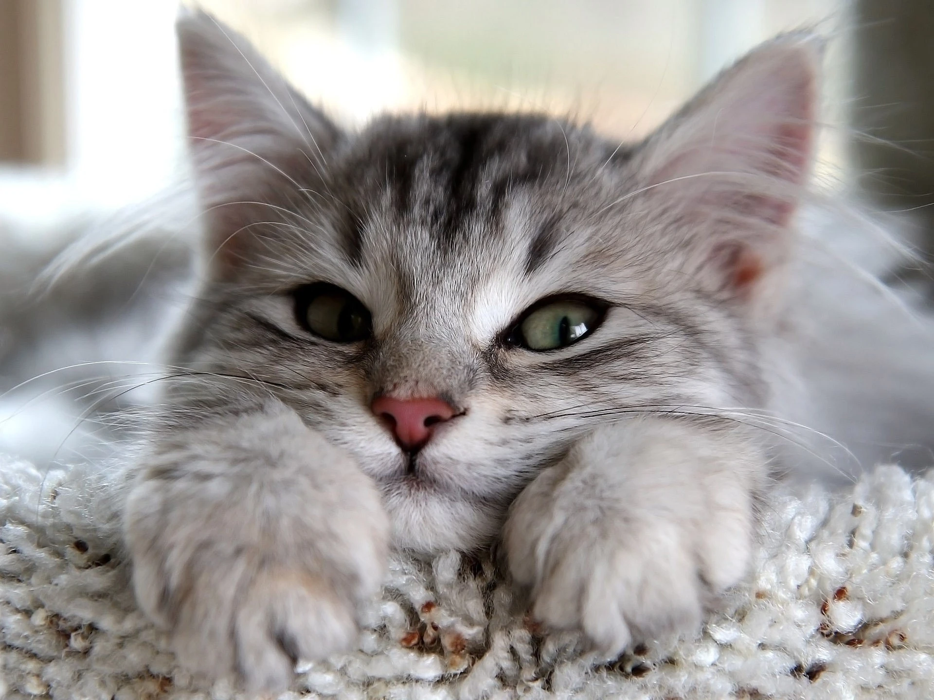小猫图片大全 萌宠猫咪高清摄影素材