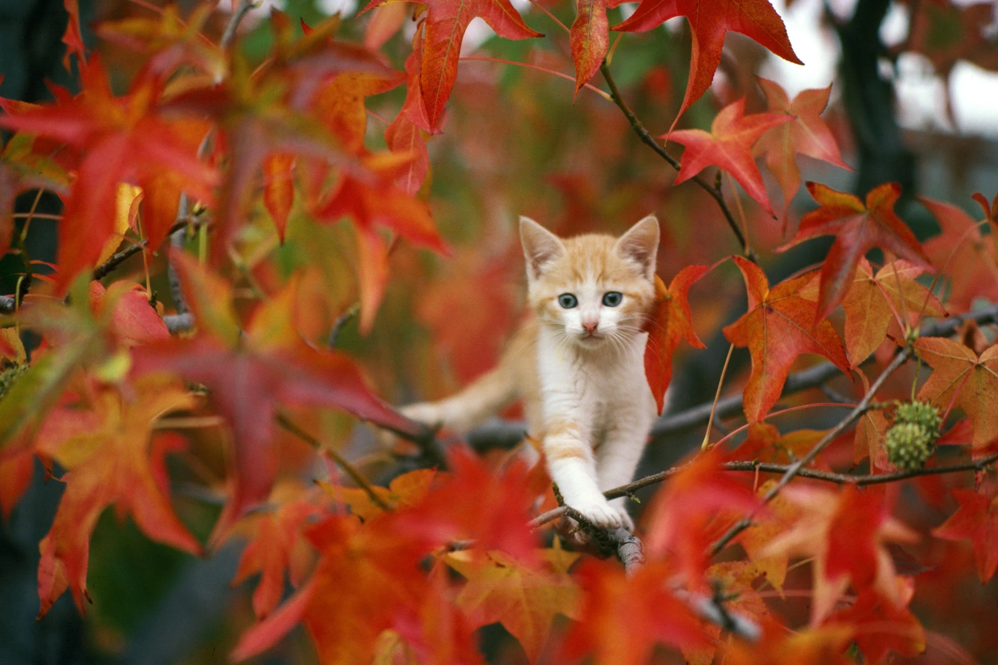 萌宠猫咪摄影 小猫高清图片壁纸