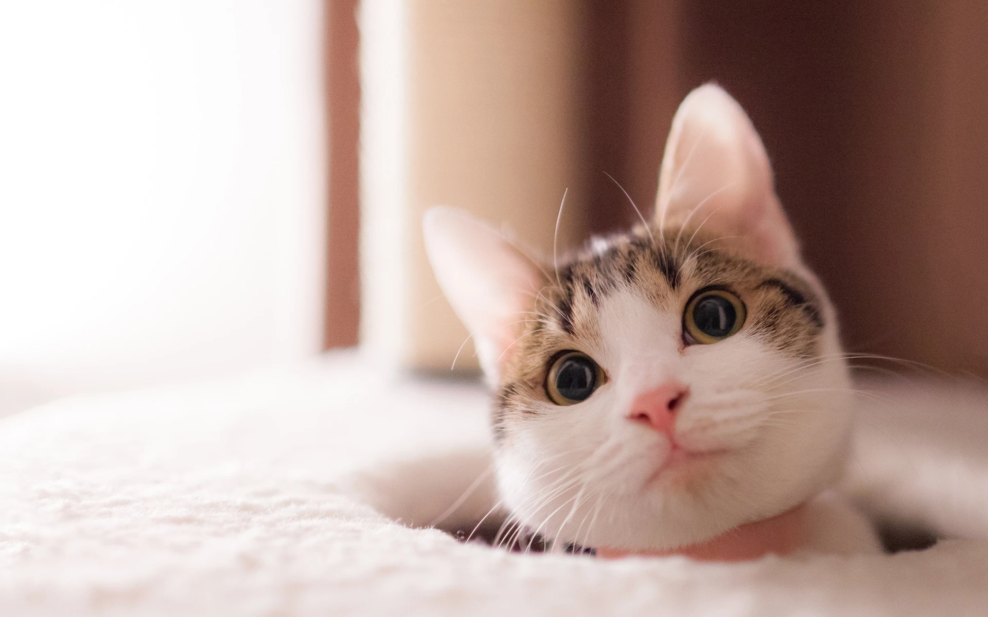 可爱猫咪高清图片 萌宠小猫壁纸大全