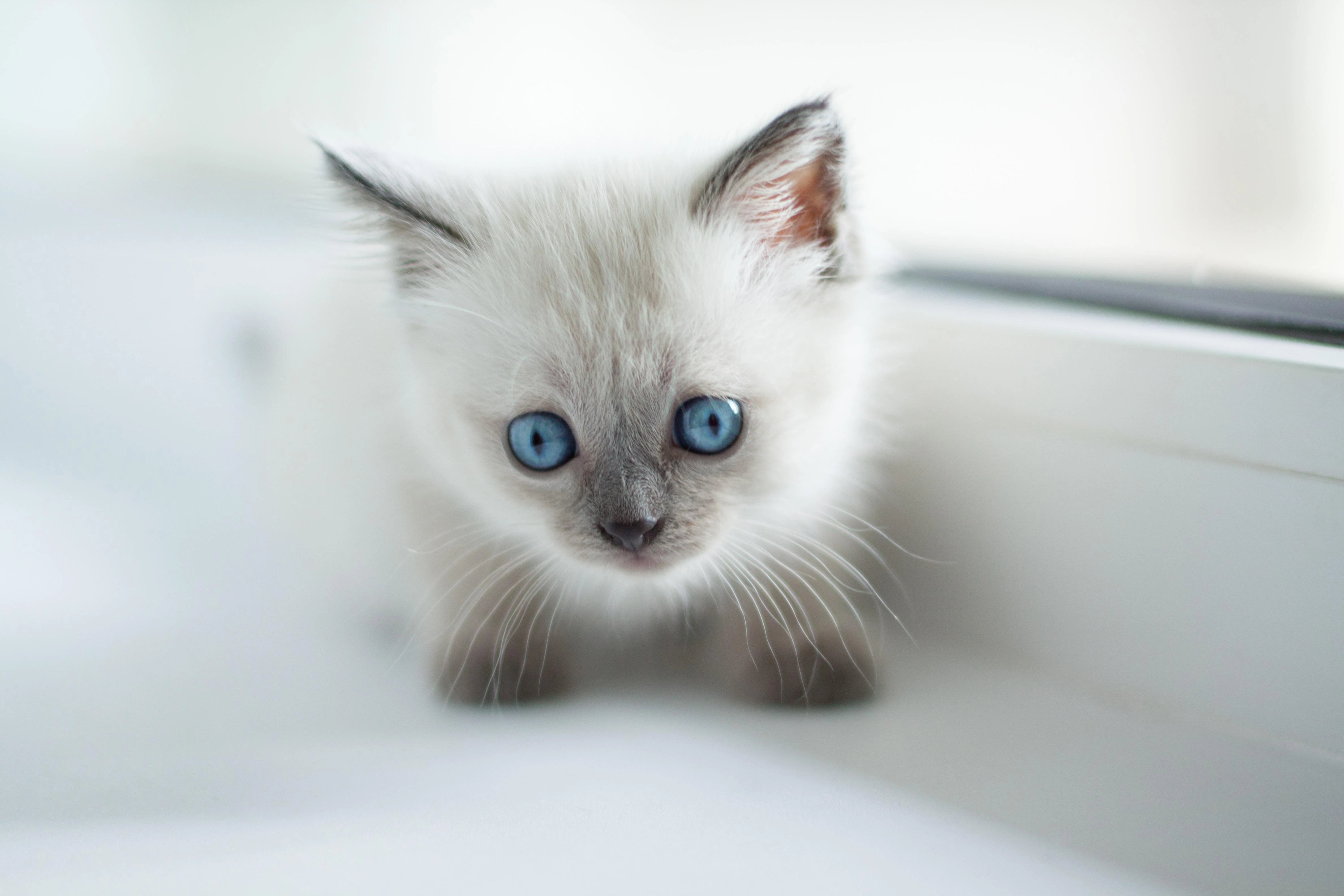 猫咪蹭桌面撒娇 可爱图片