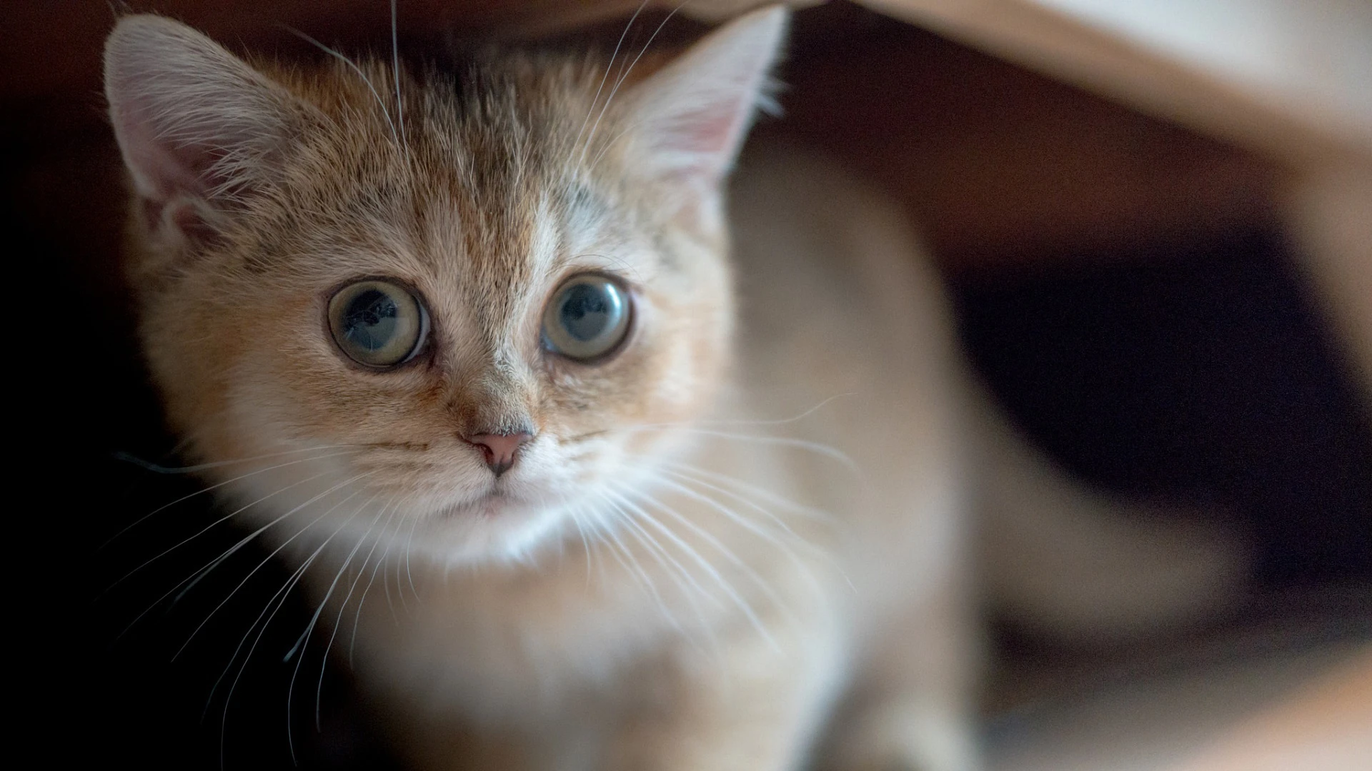 萌宠猫咪图片合集 小猫壁纸免费下载