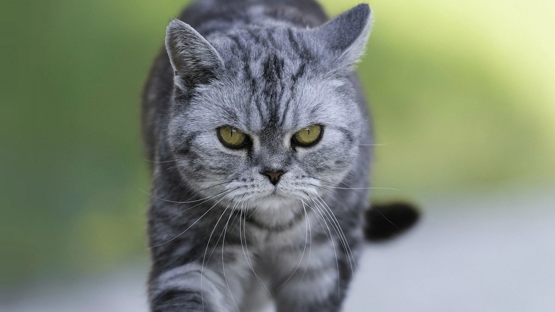 小猫图片大全 萌宠猫咪高清摄影素材