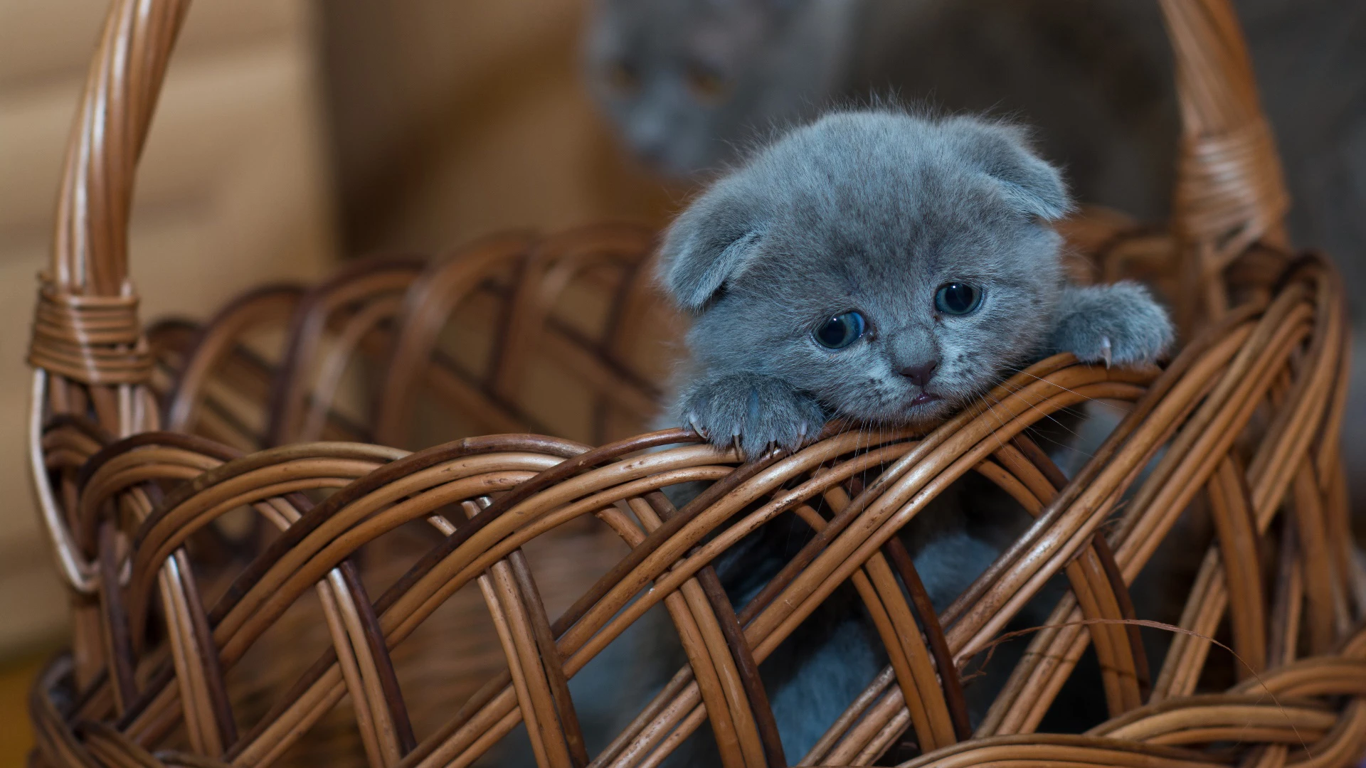 猫咪摄影作品 可爱小猫高清壁纸素材