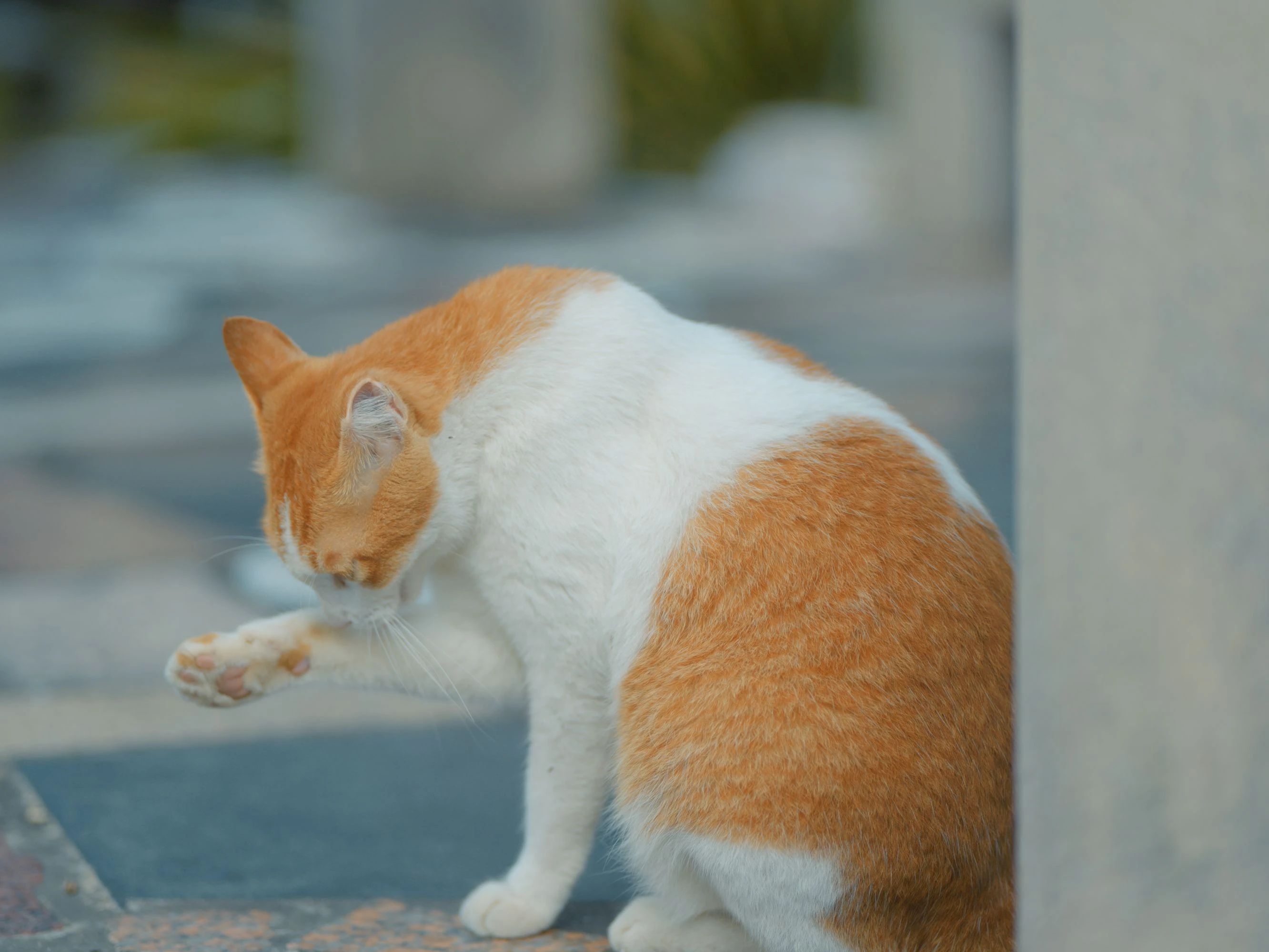 可爱猫咪壁纸 小猫高清摄影图片