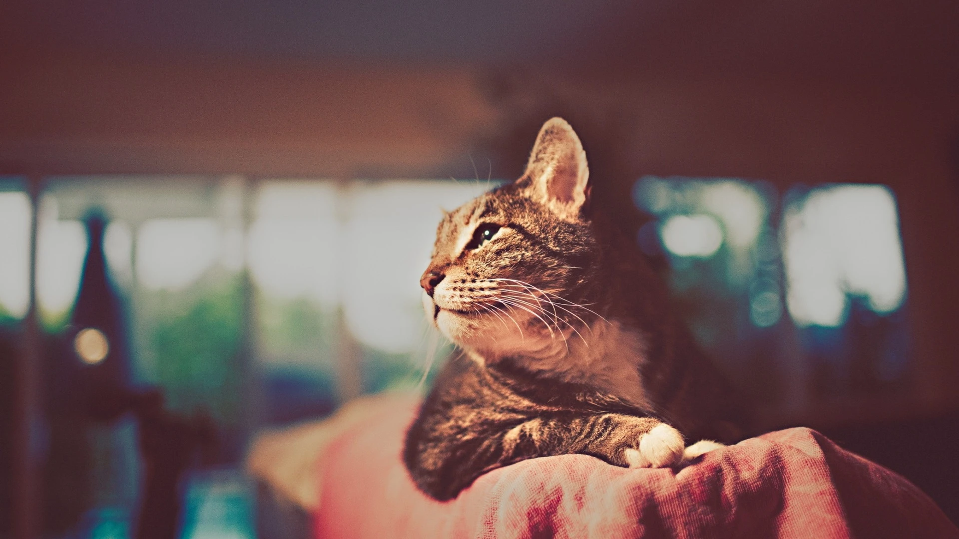 萌宠猫咪图片合集 小猫壁纸免费下载