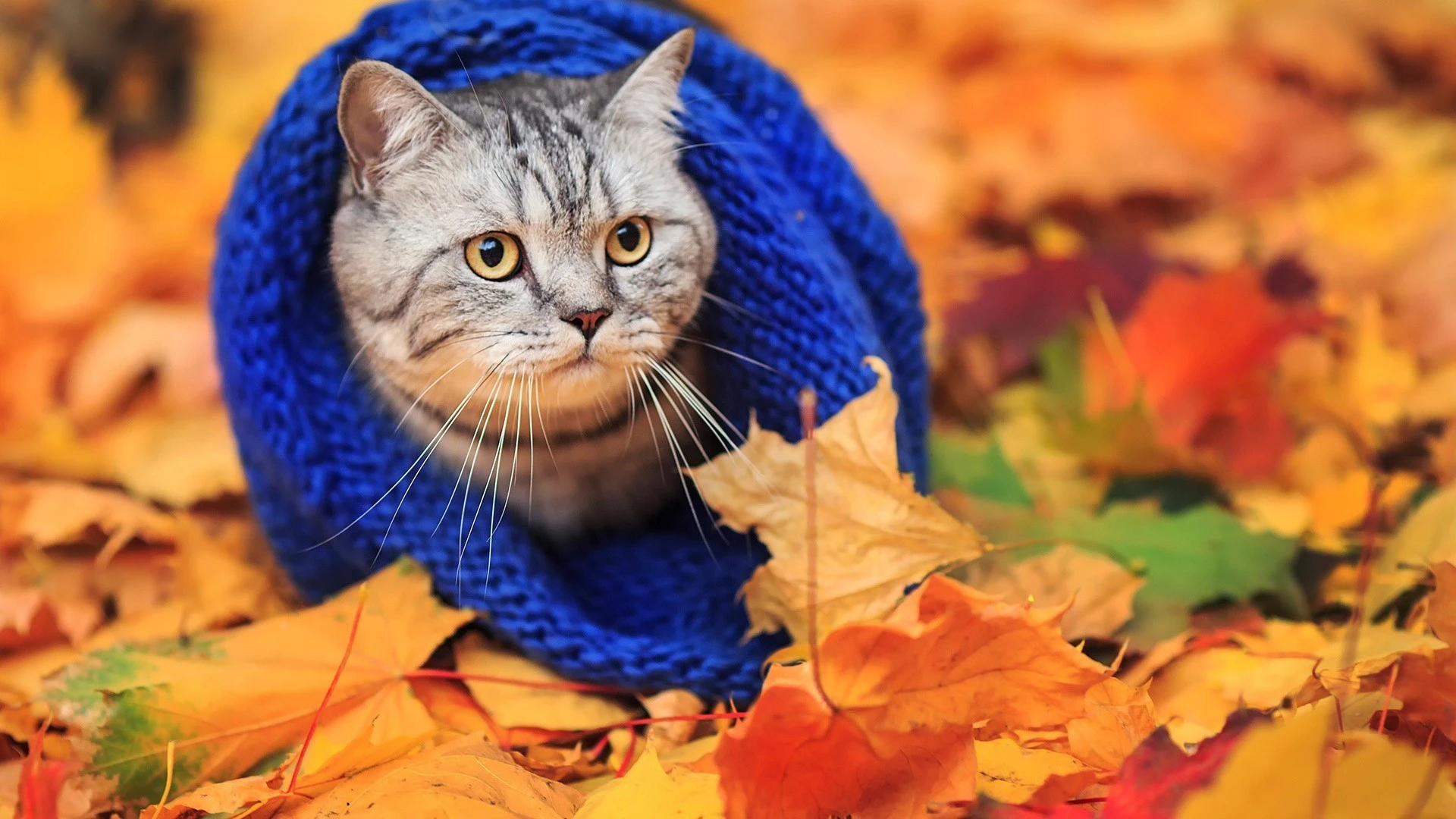 猫咪图片素材 可爱小猫壁纸大全