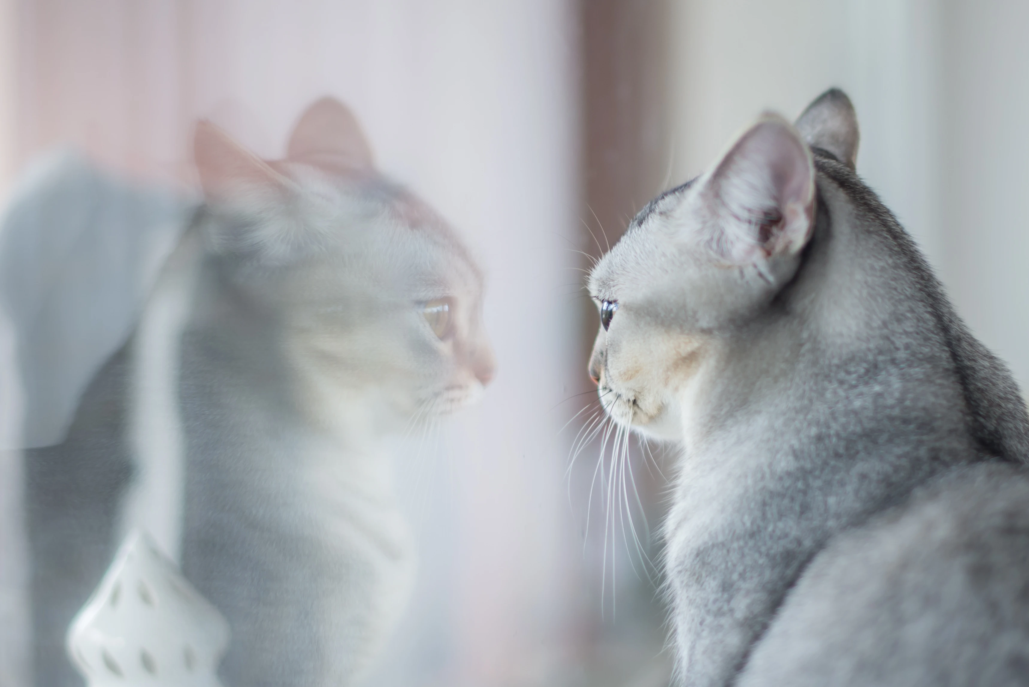 萌宠猫咪摄影 小猫高清图片壁纸