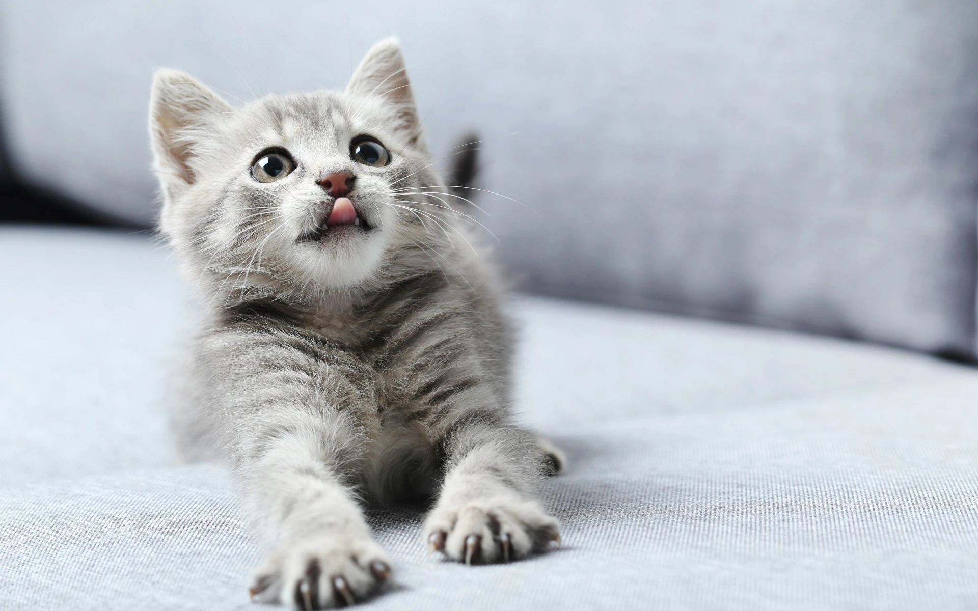 可爱猫咪高清图片 萌宠小猫壁纸大全