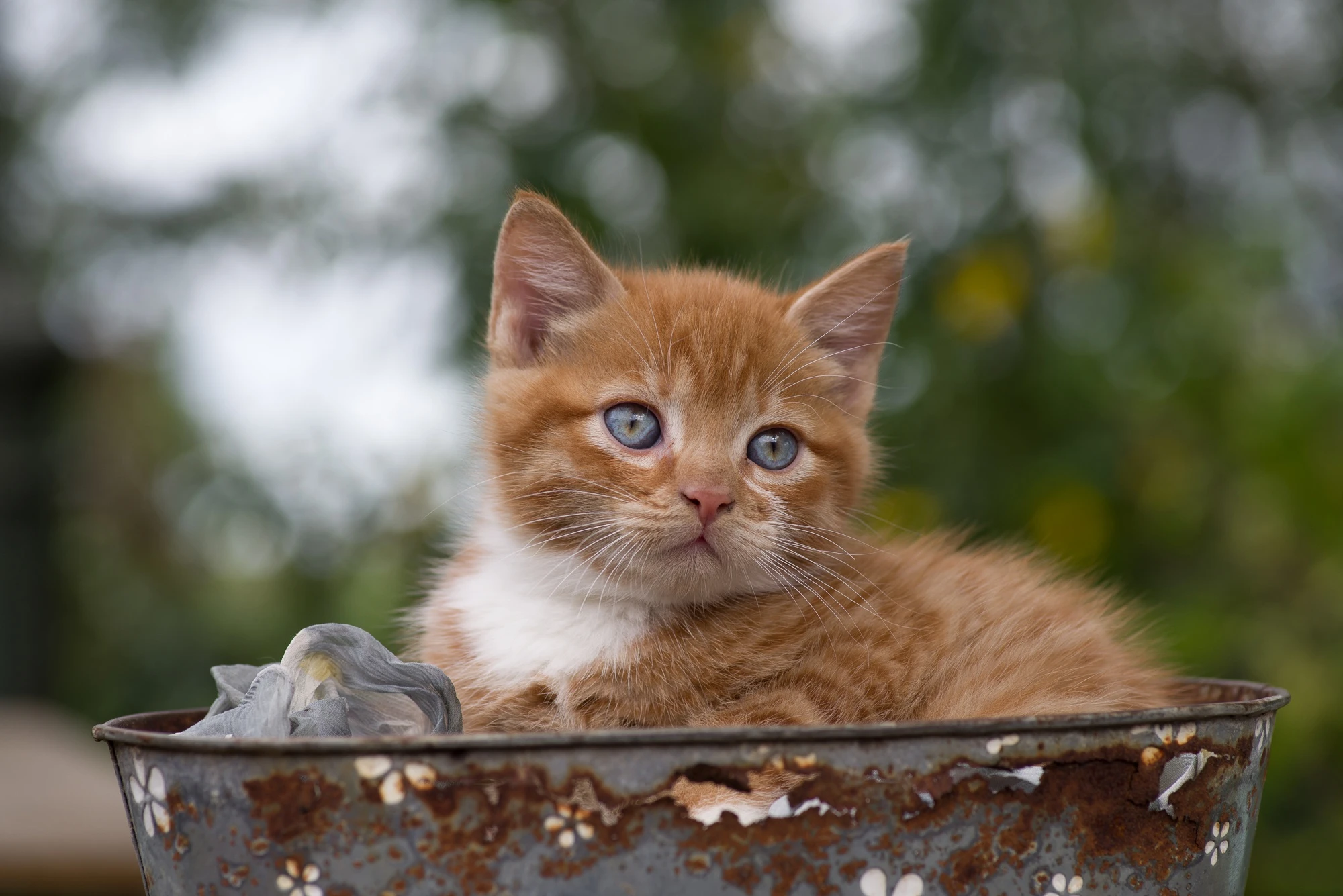 猫咪图片素材 可爱小猫壁纸大全
